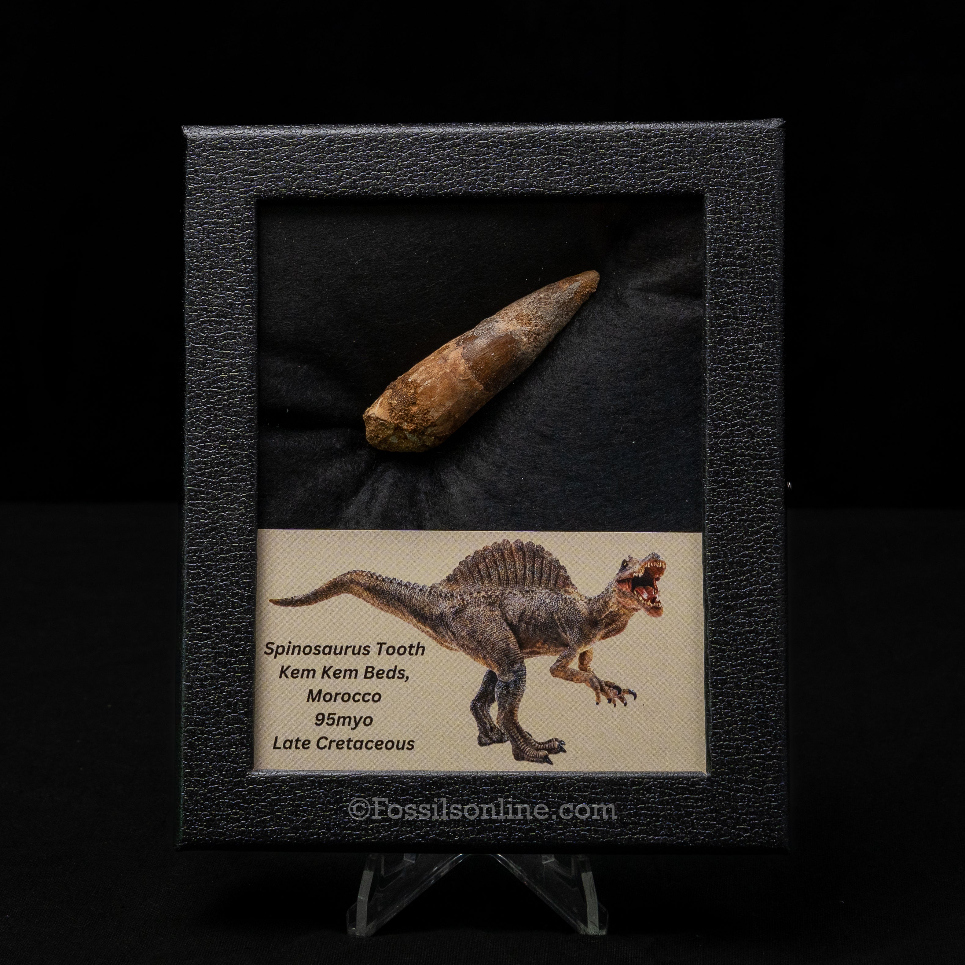 Spinosaurus Dinosaur Tooth Med Case