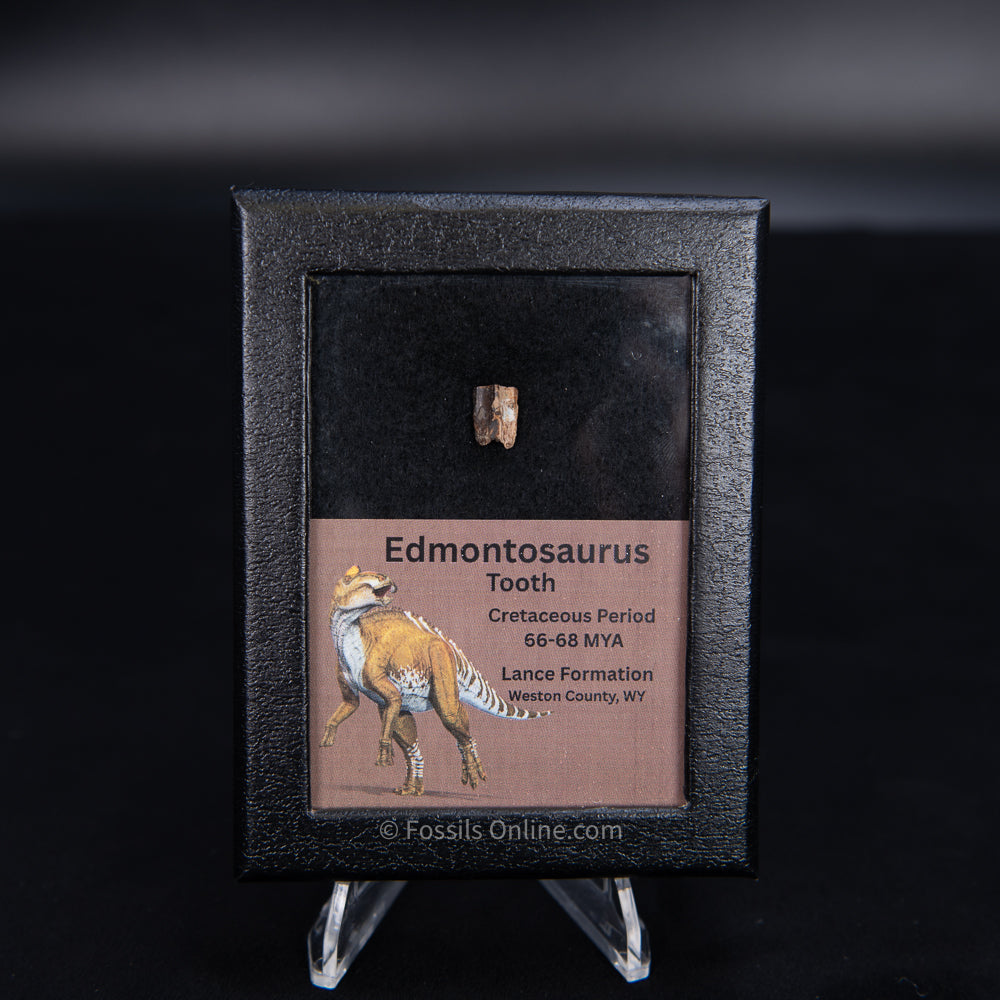 Edmontosaurus Tooth Sm Case