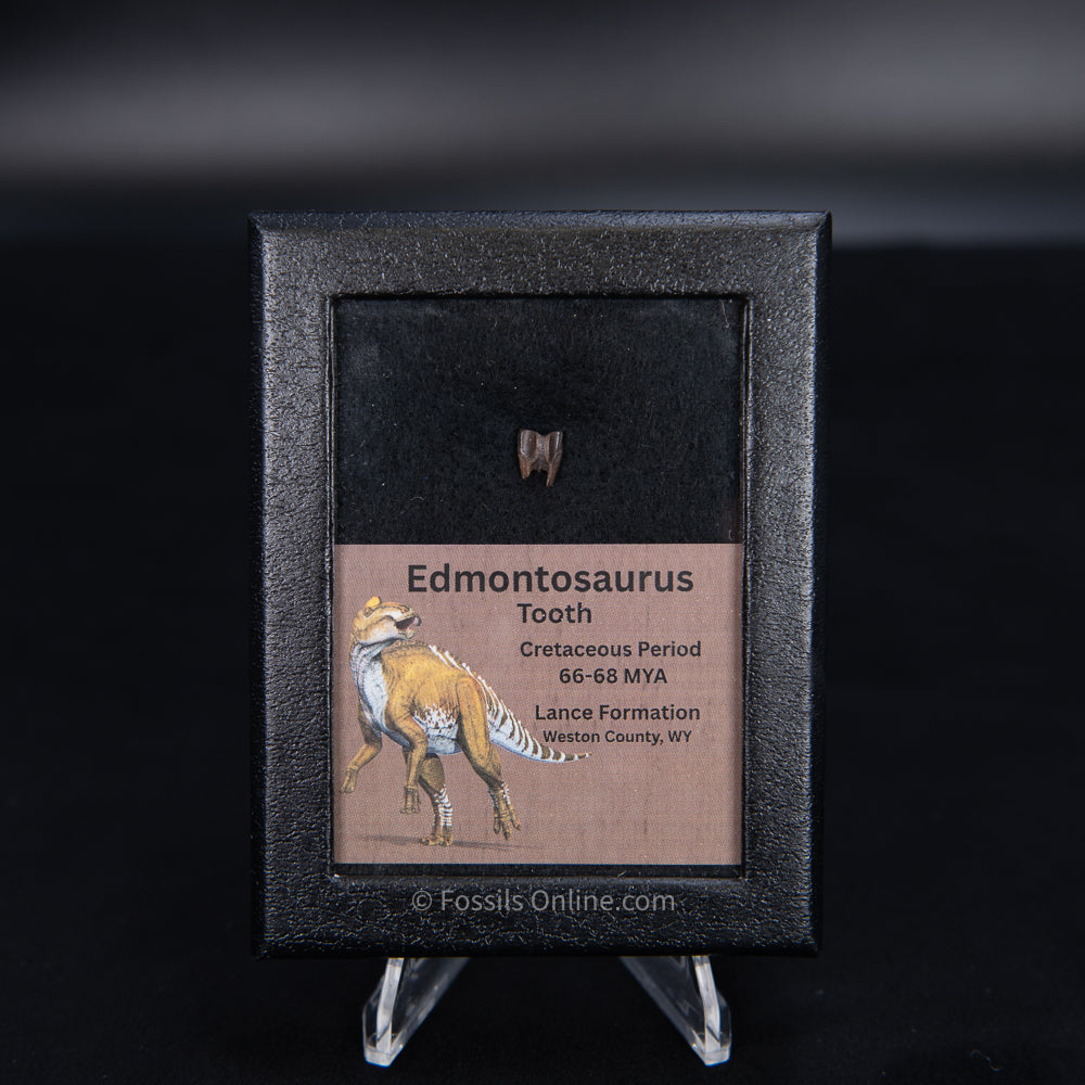 Edmontosaurus Tooth Sm Case
