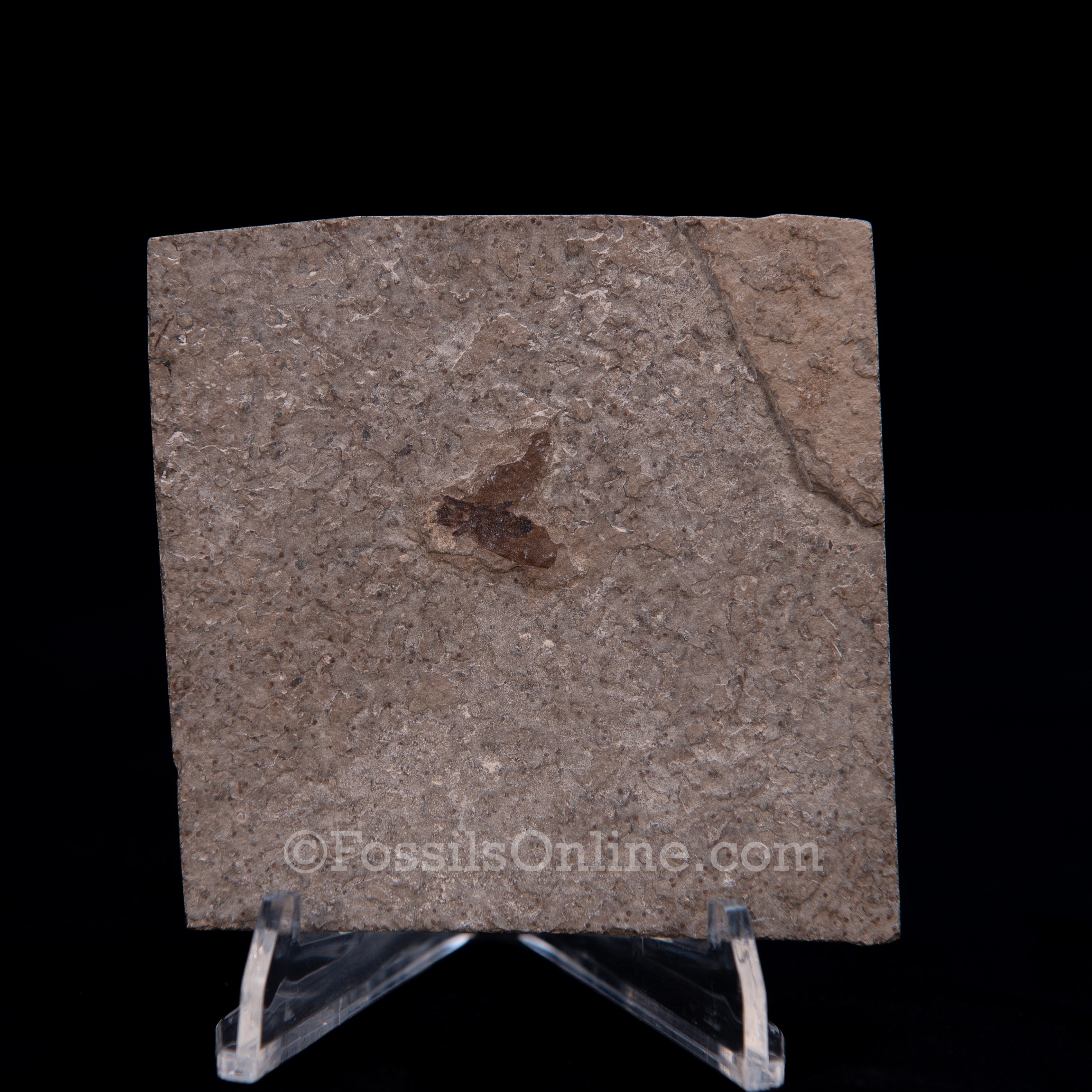Fossil March Fly