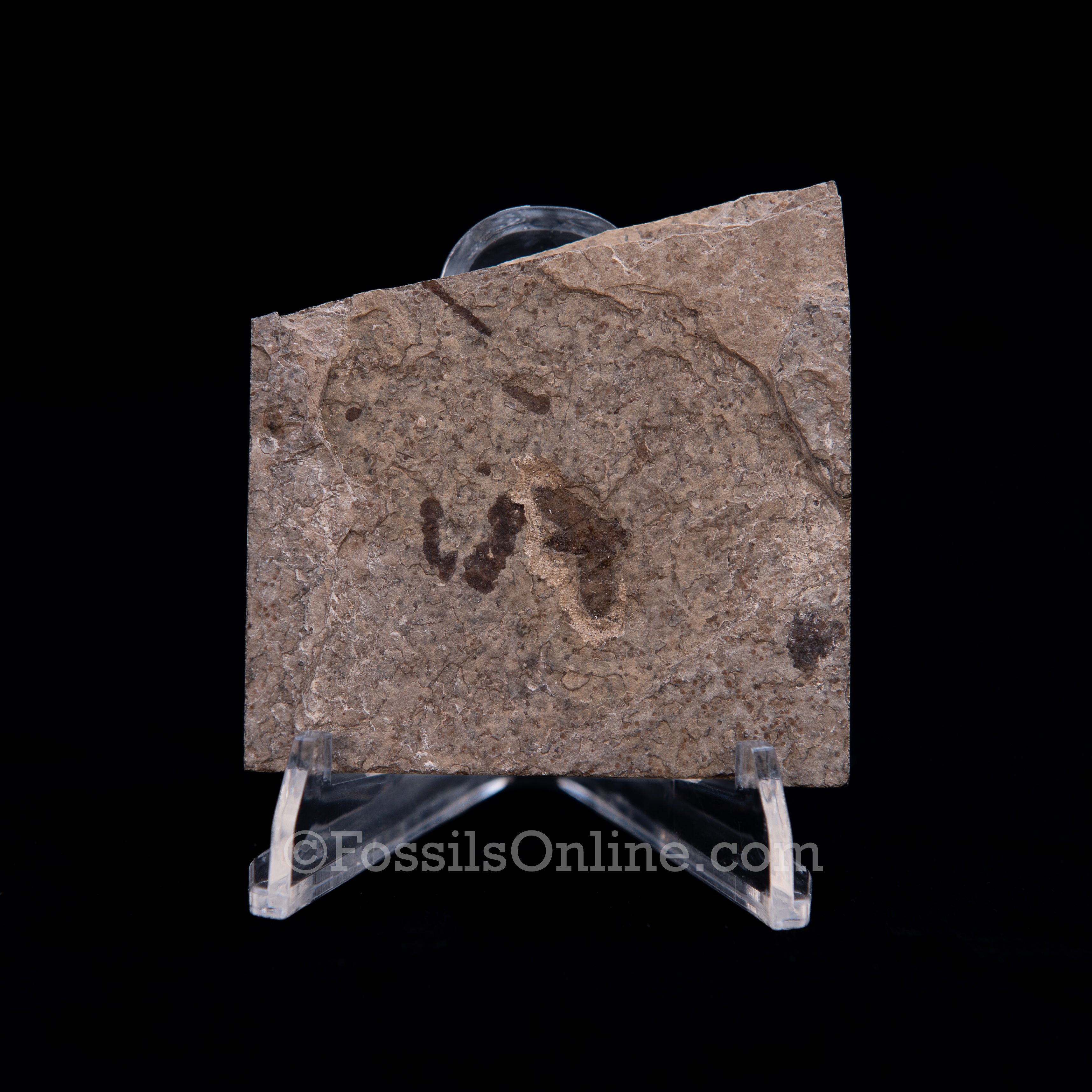 Fossil March Fly