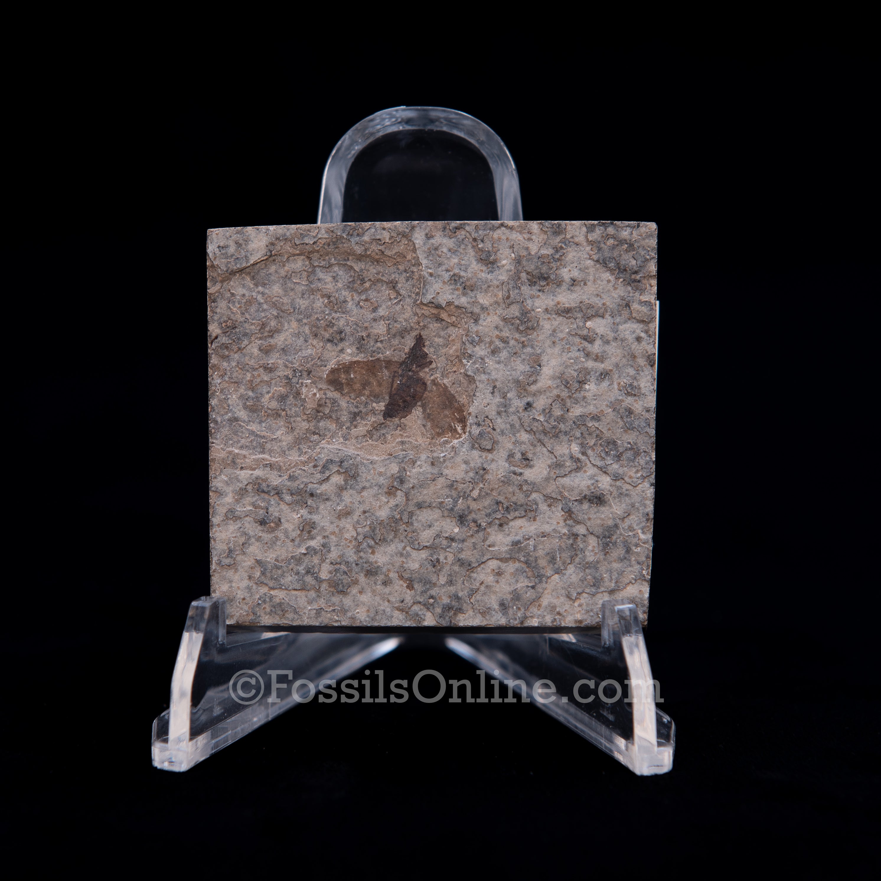 Fossil March Fly