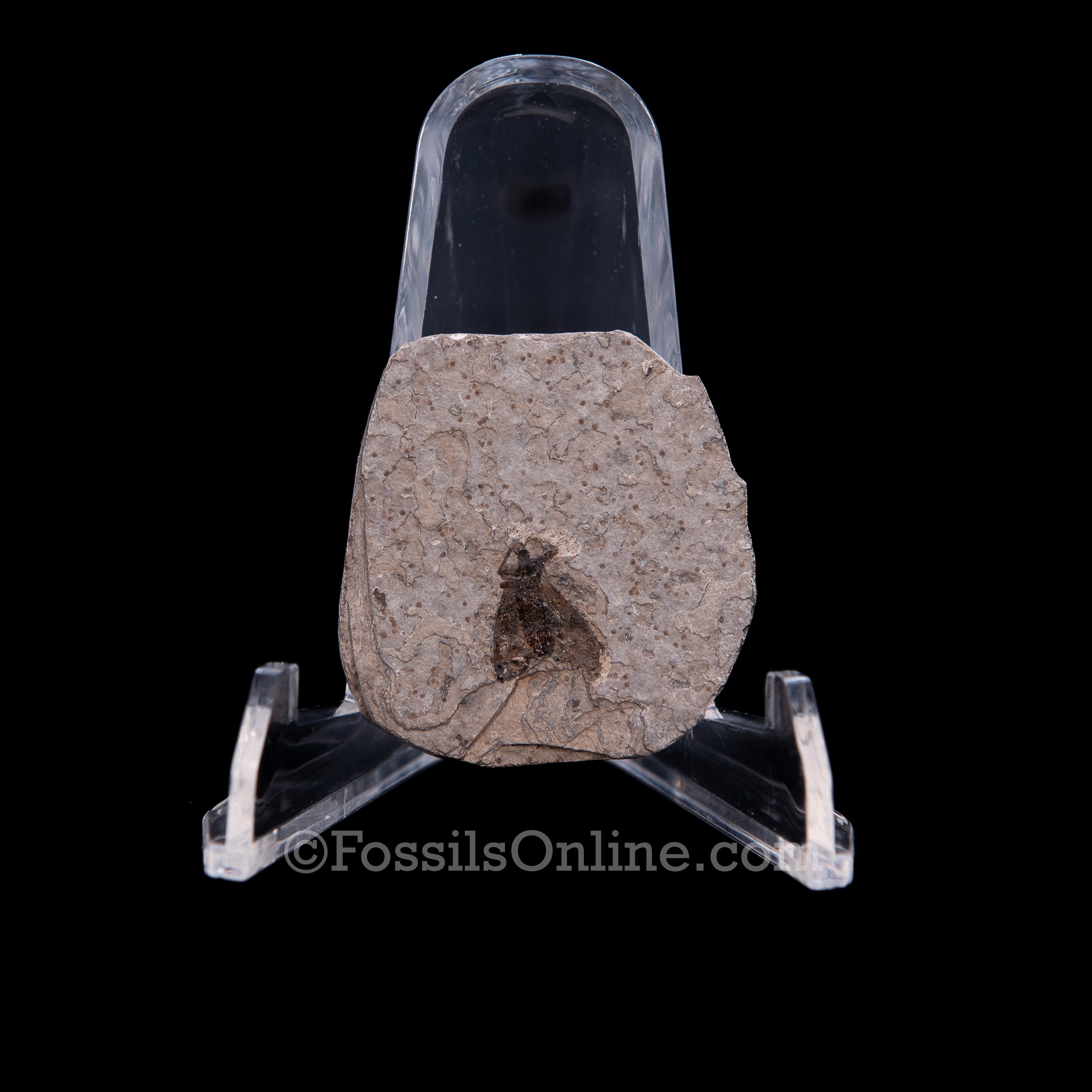 Fossil March Fly