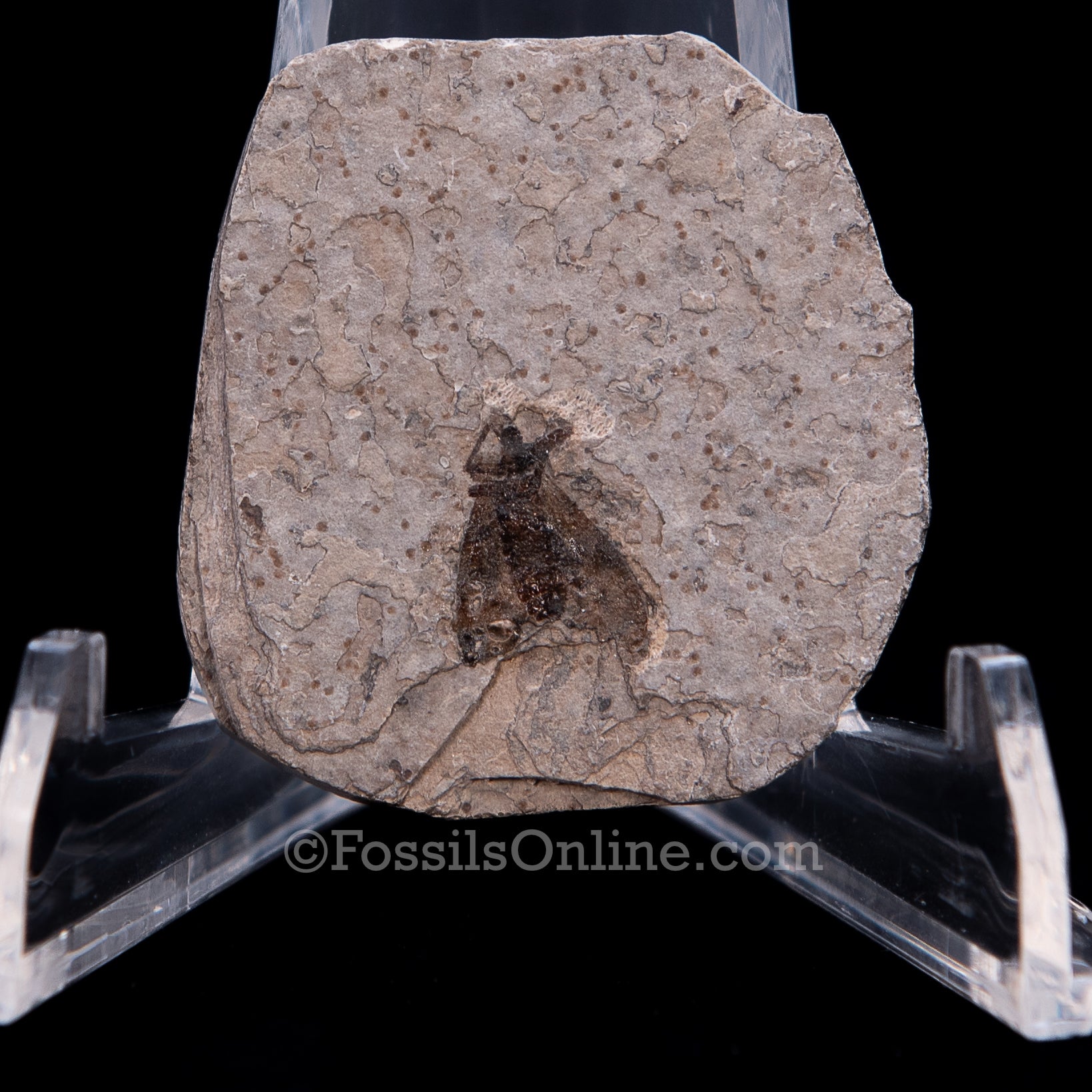 Fossil March Fly
