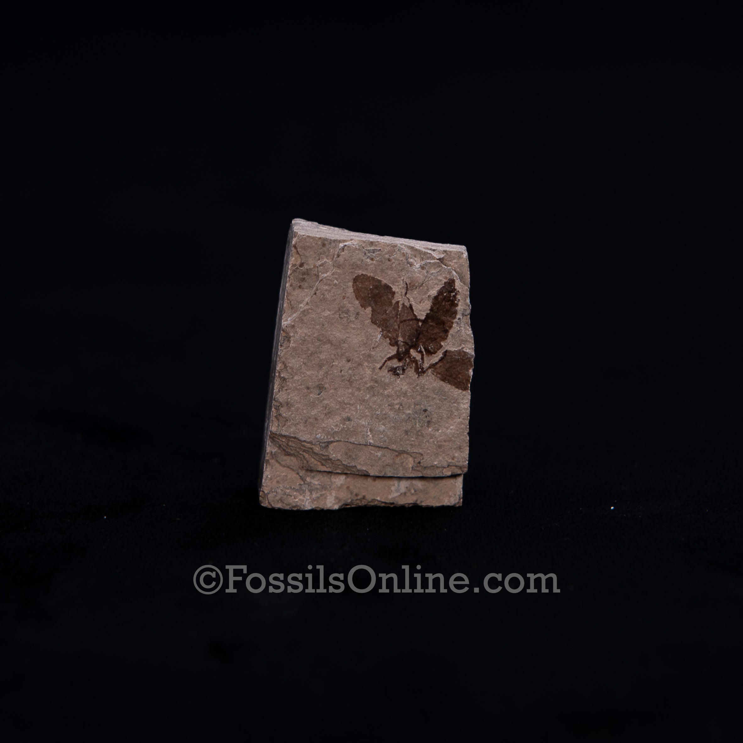 Fossil March Fly