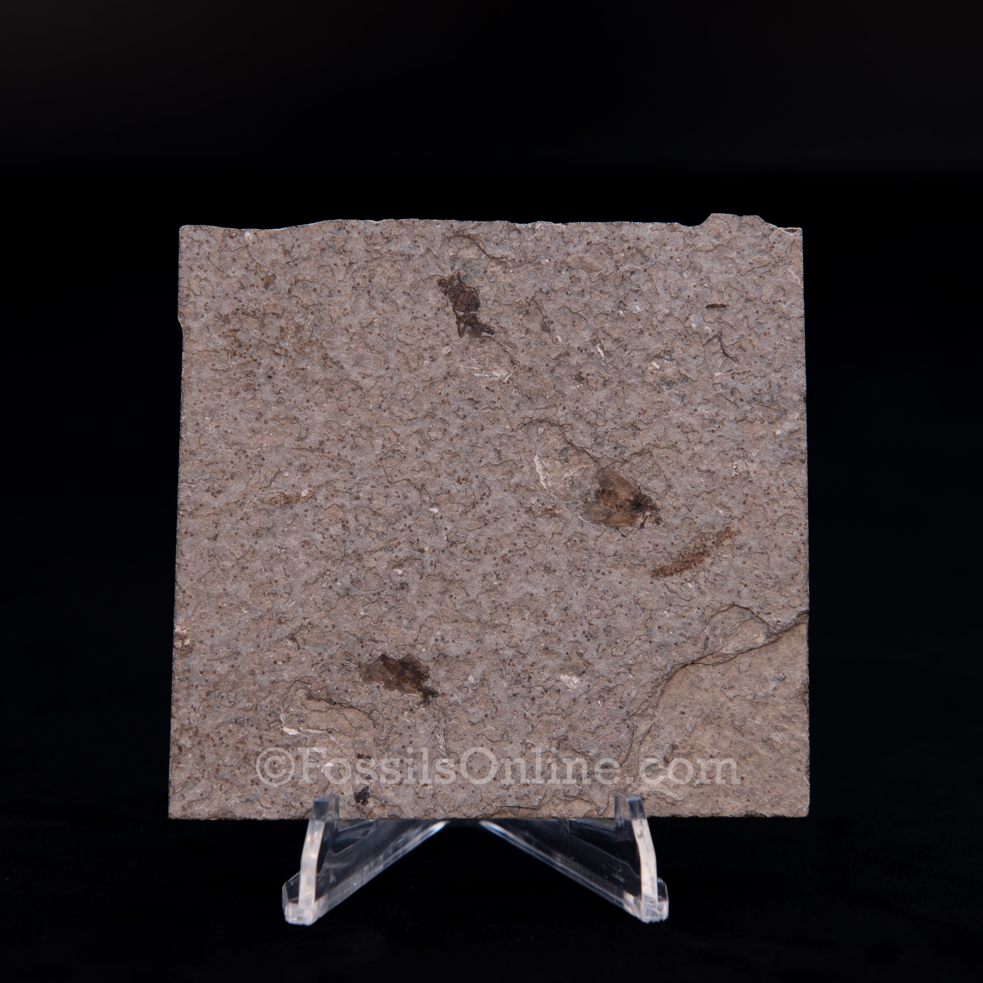 Fossil March Fly