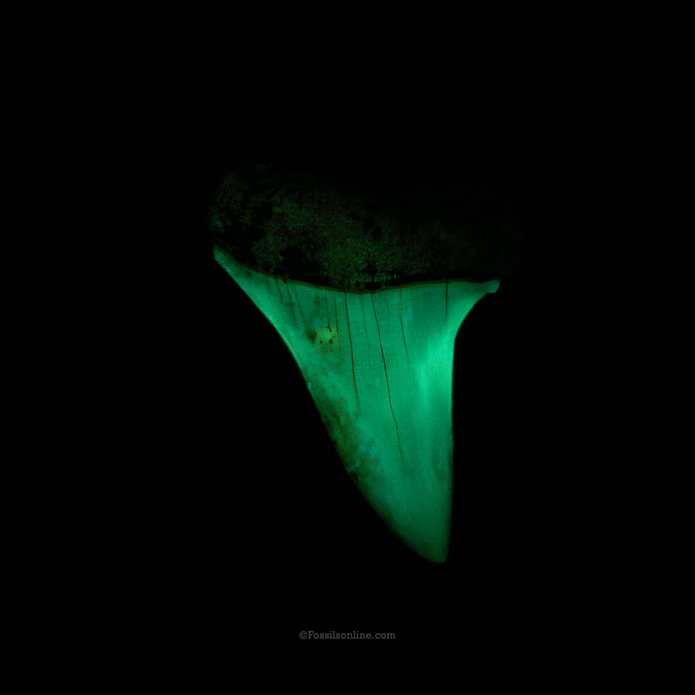Gem Chilean Mako 1.82"