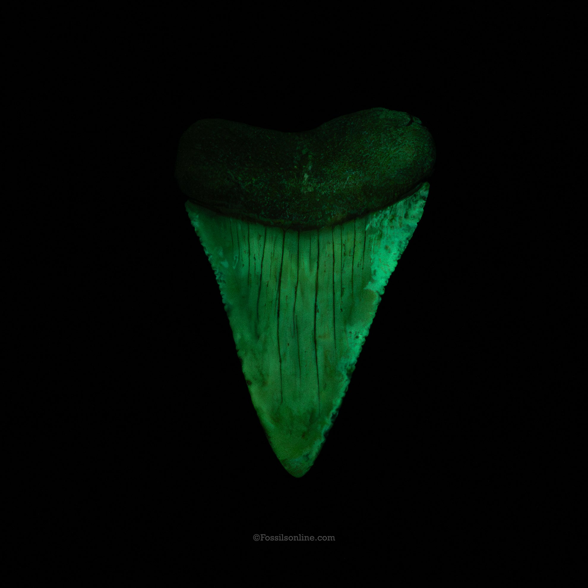 Fossil Great White 2.61" Baja California