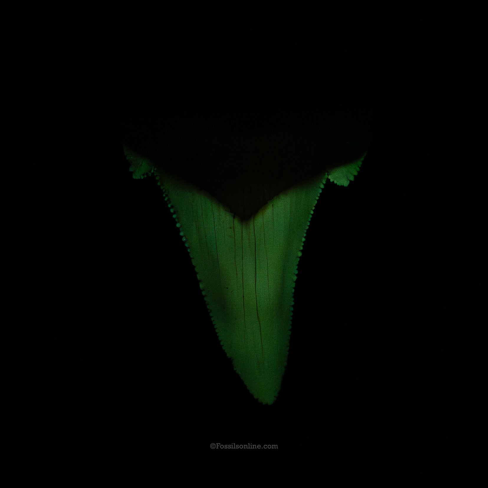 Pristine Otodus auriculatus Tooth 2.50"