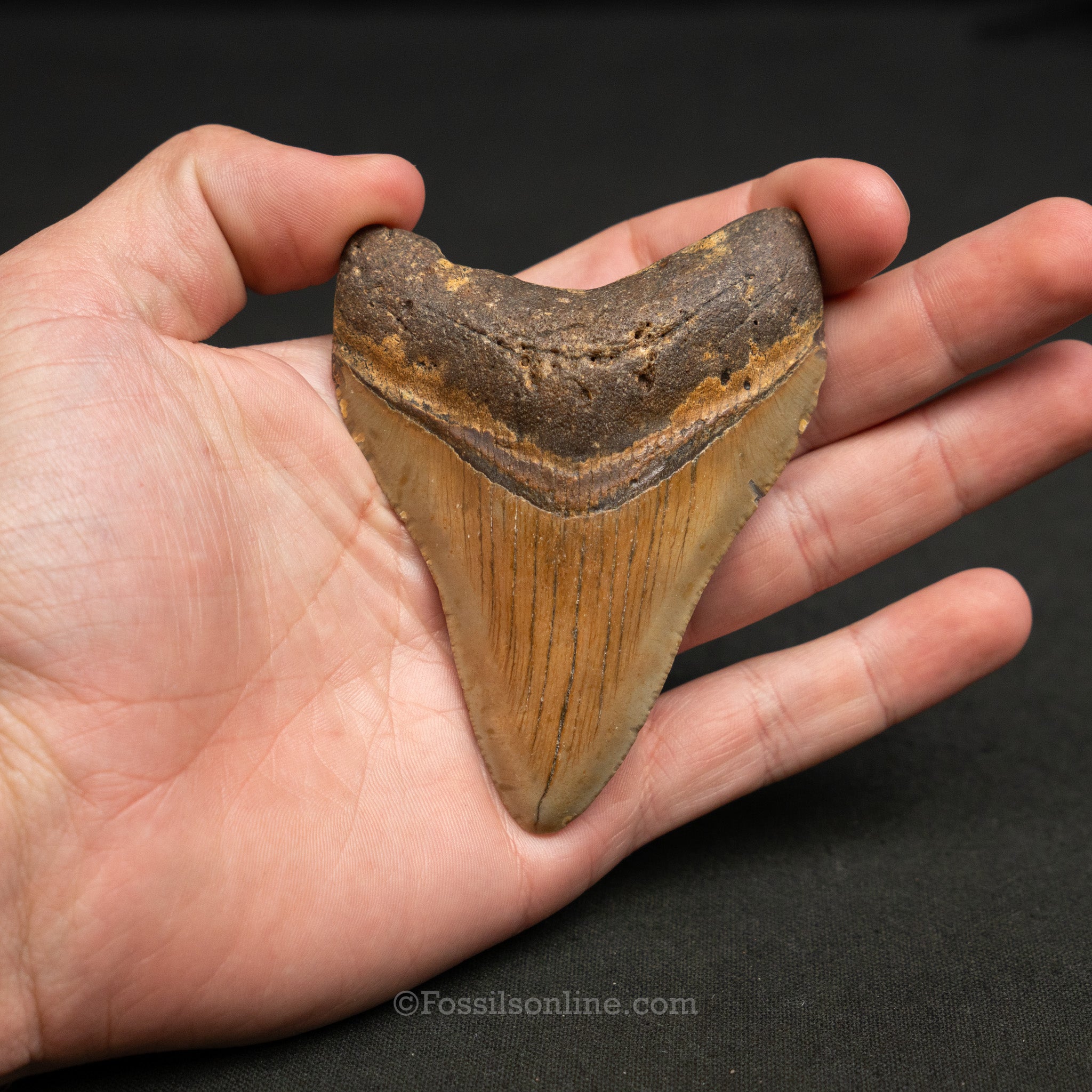 North Carolina Megalodon 3.61"