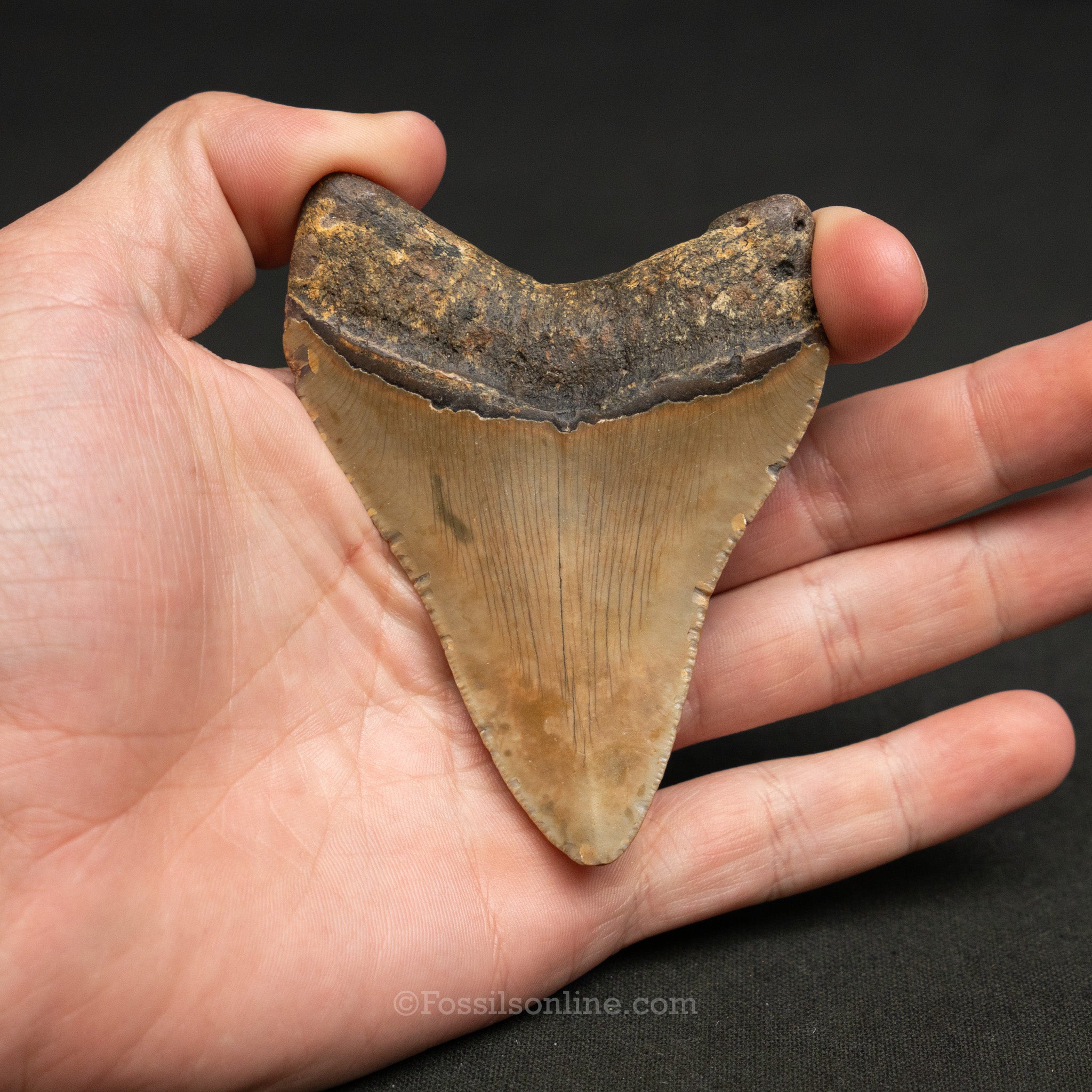 North Carolina Megalodon 3.61"