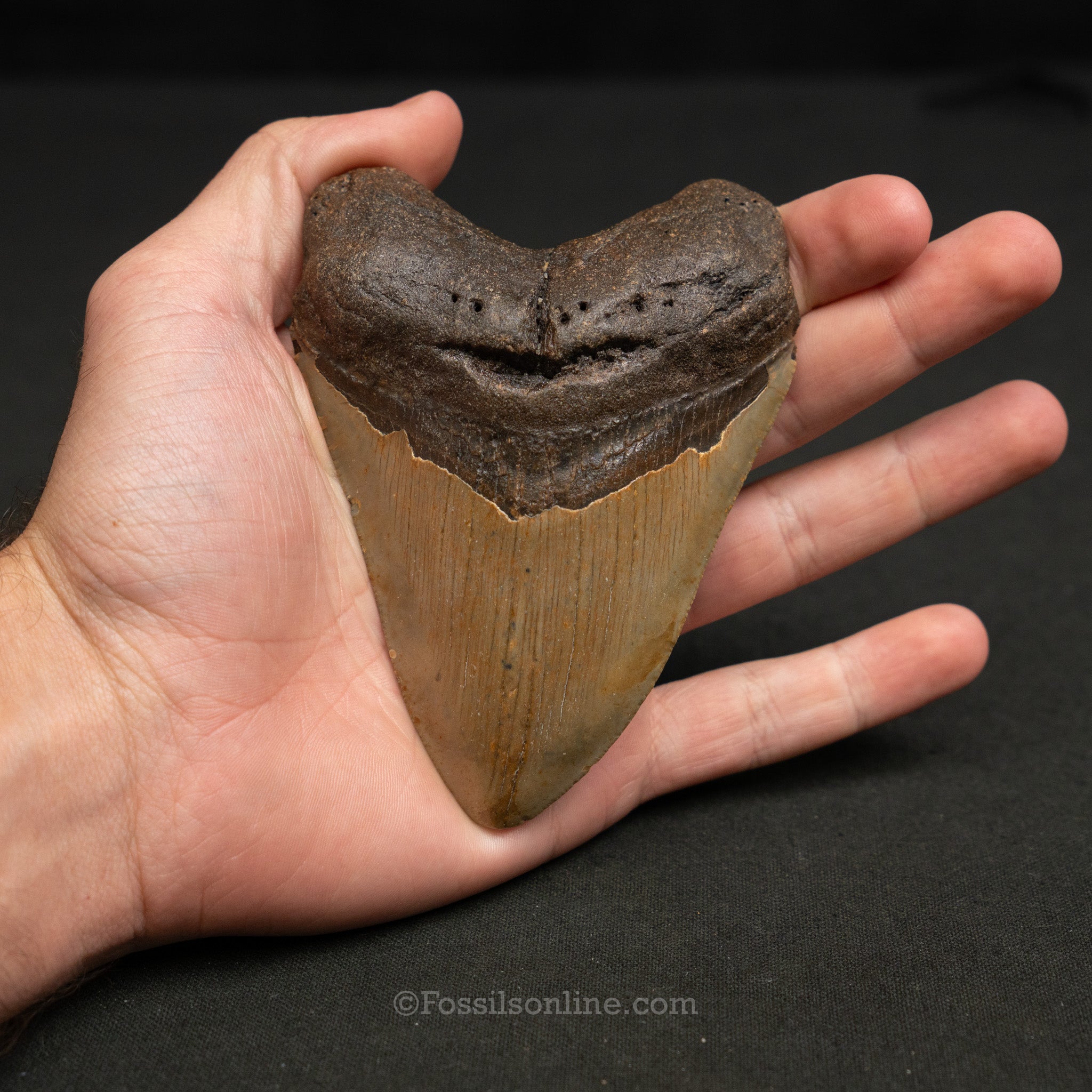 North Carolina Megalodon 4.33"