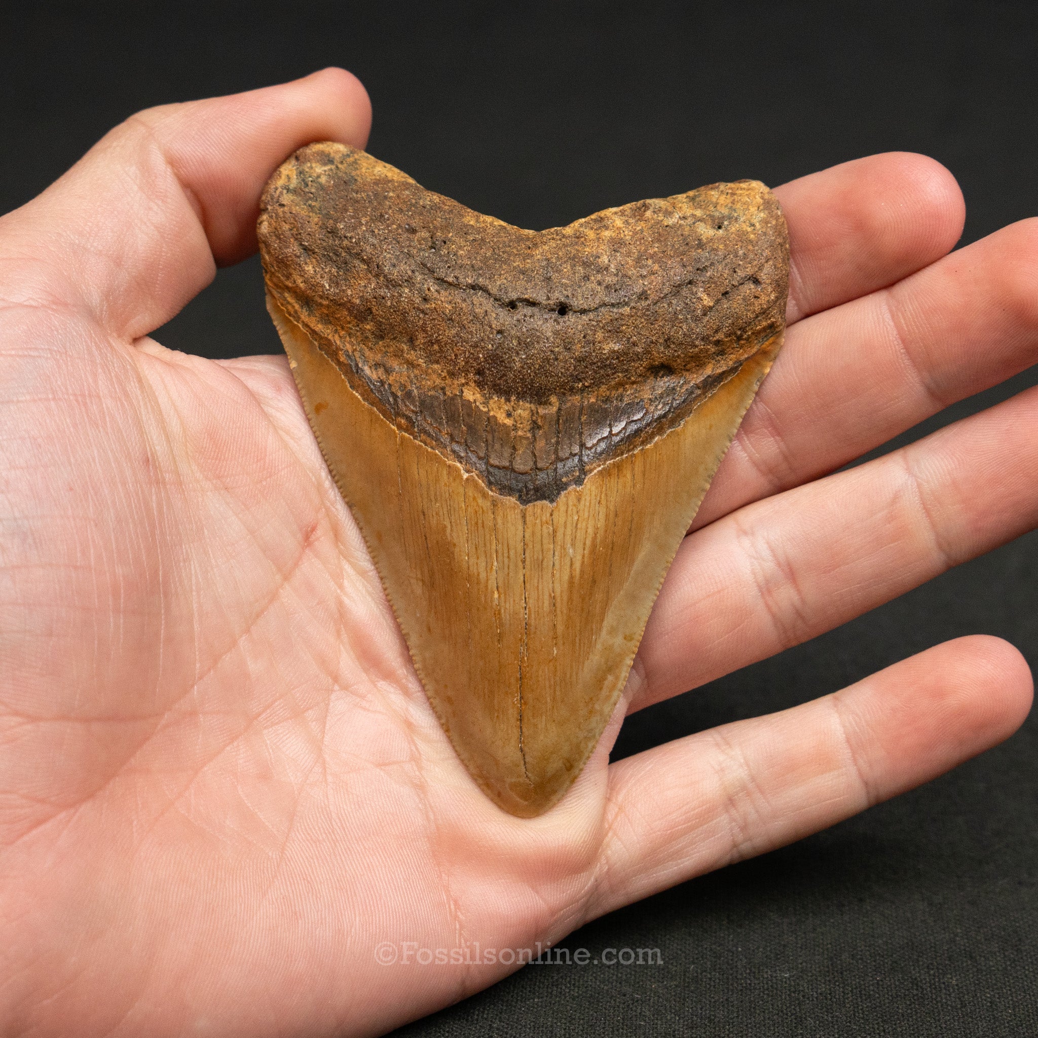 North Carolina Megalodon 3.42"