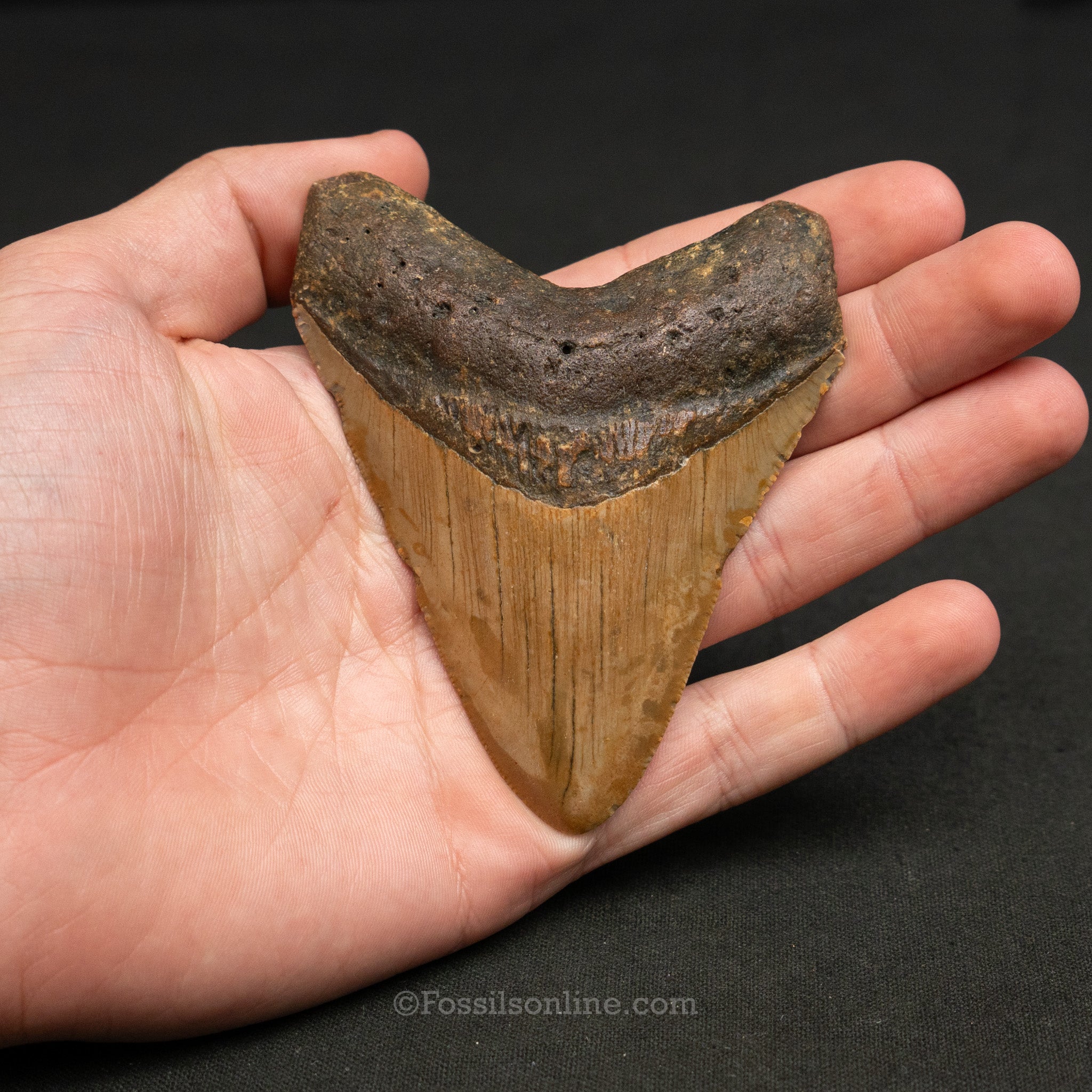 North Carolina Megalodon 3.78"