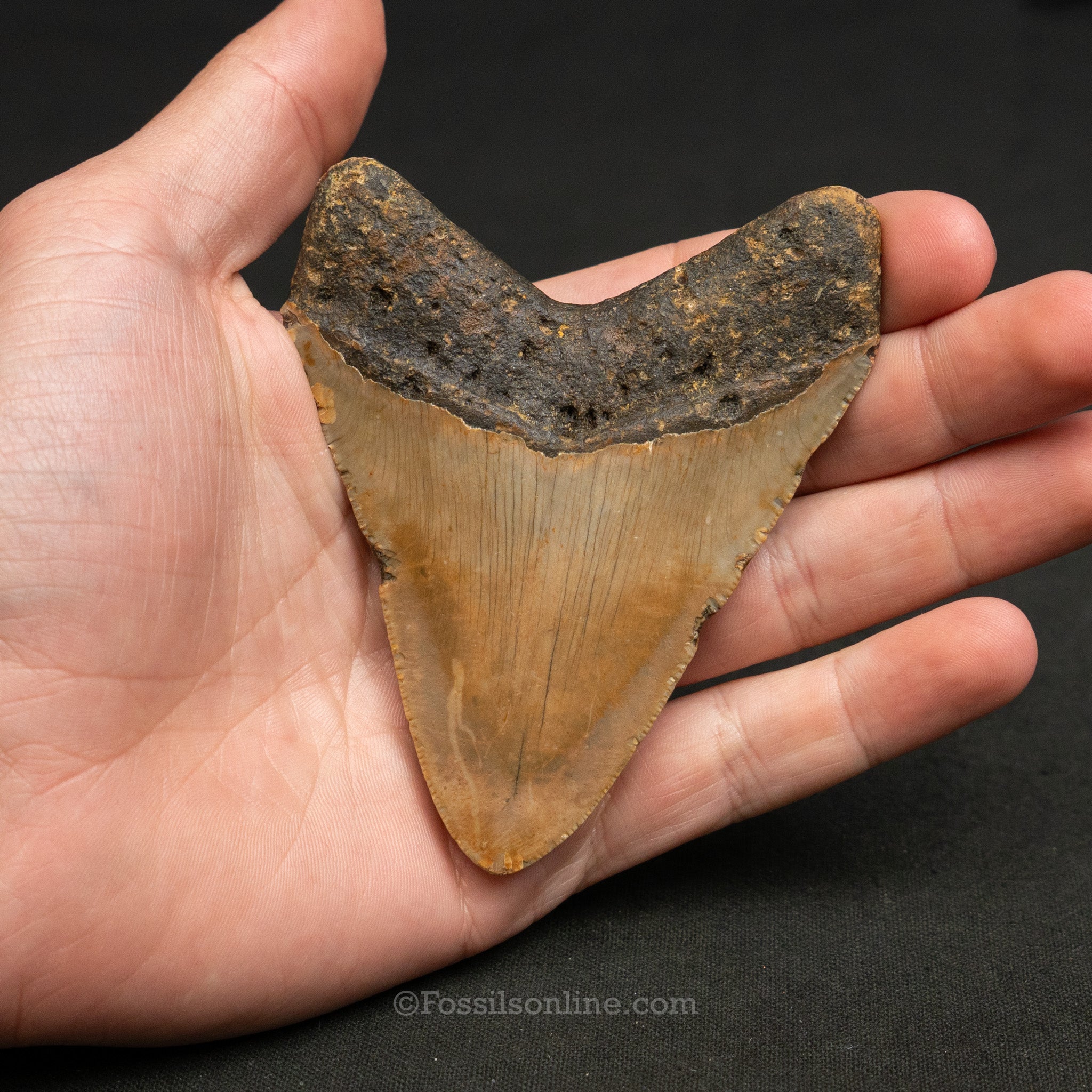 North Carolina Megalodon 3.78"