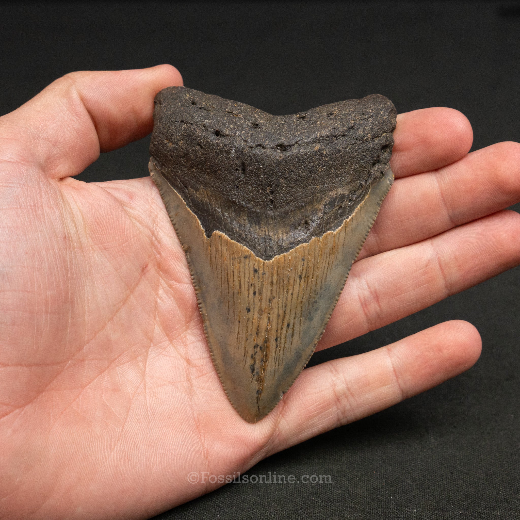 North Carolina Megalodon 3.69"