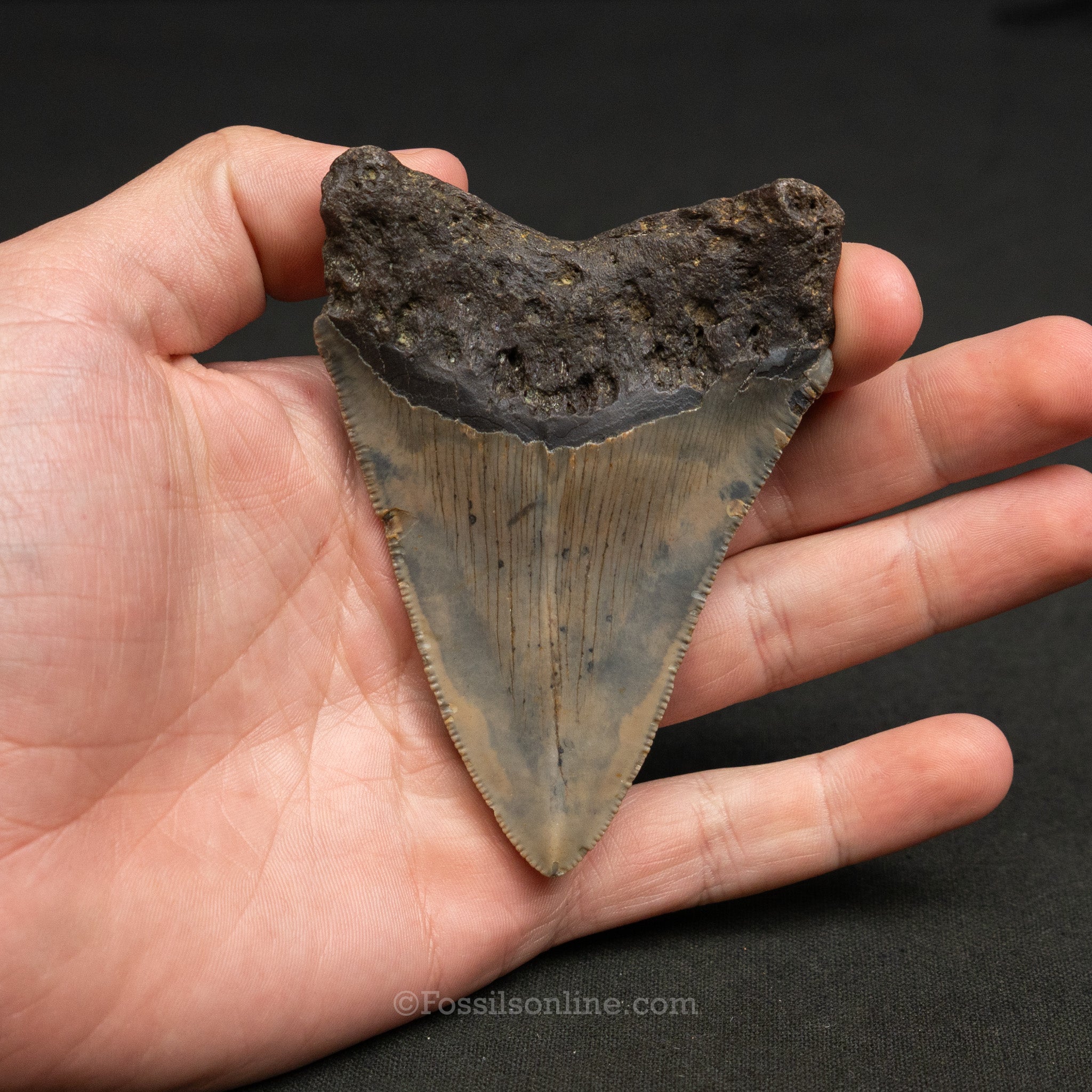 North Carolina Megalodon 3.69"