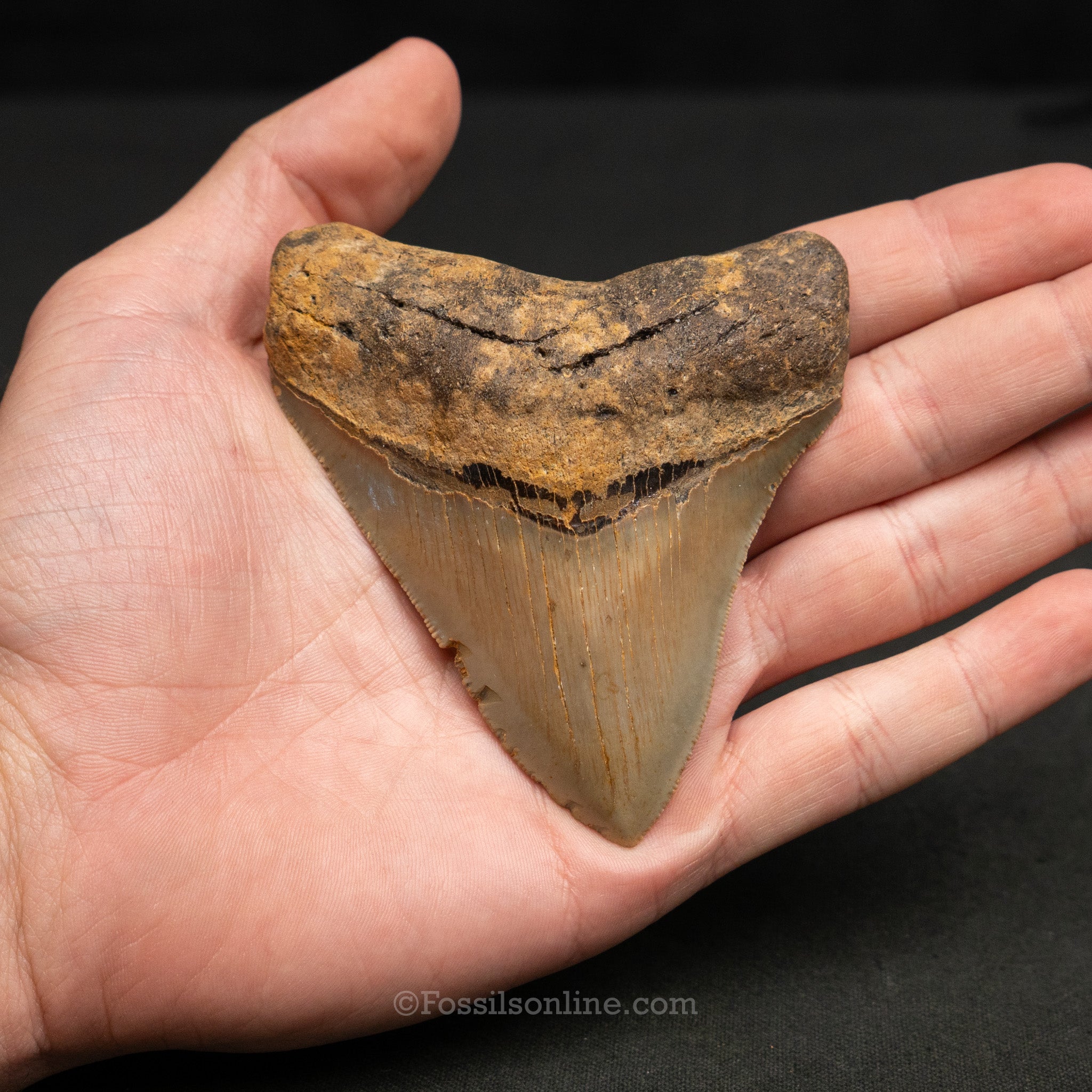 North Carolina Megalodon 3.62"