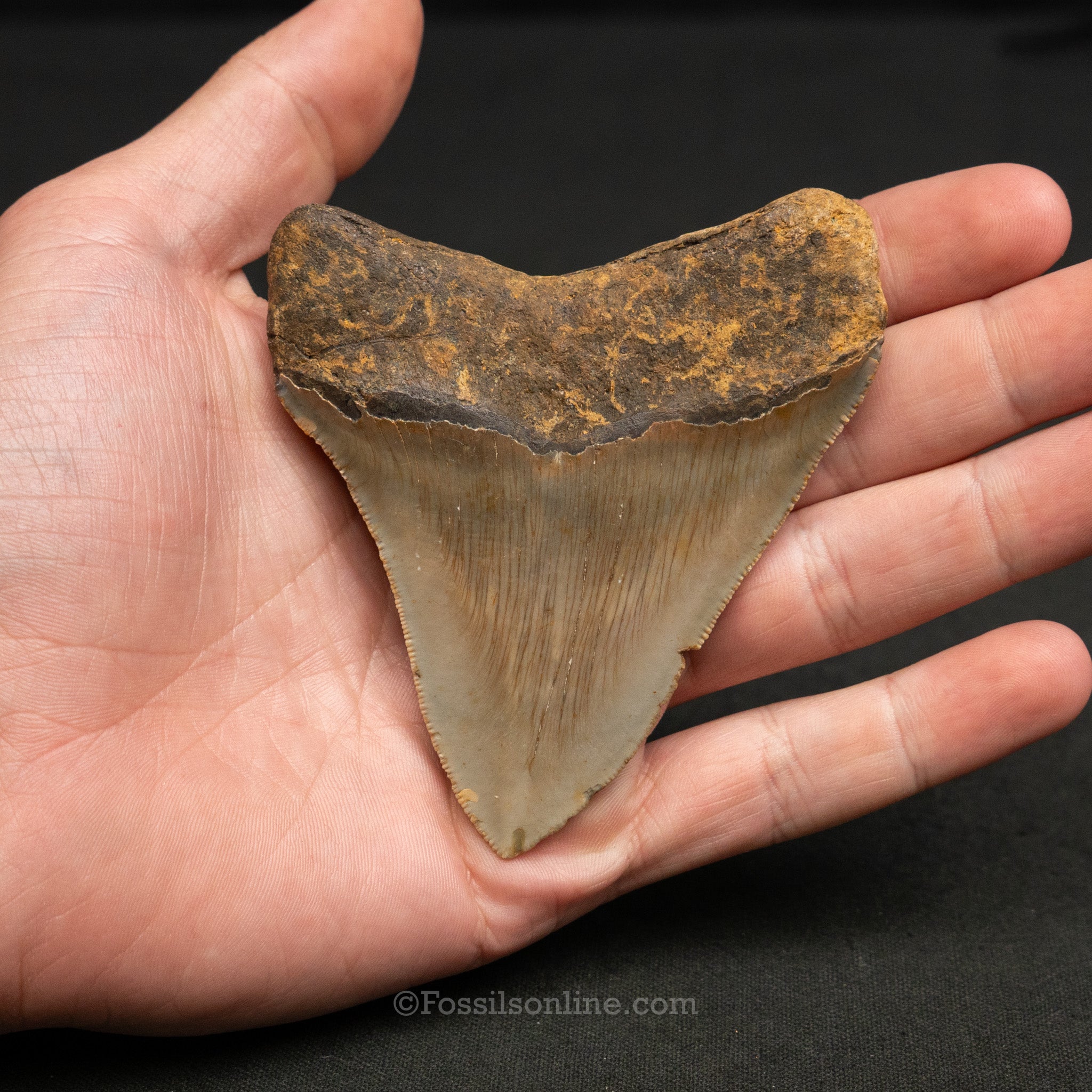 North Carolina Megalodon 3.62"