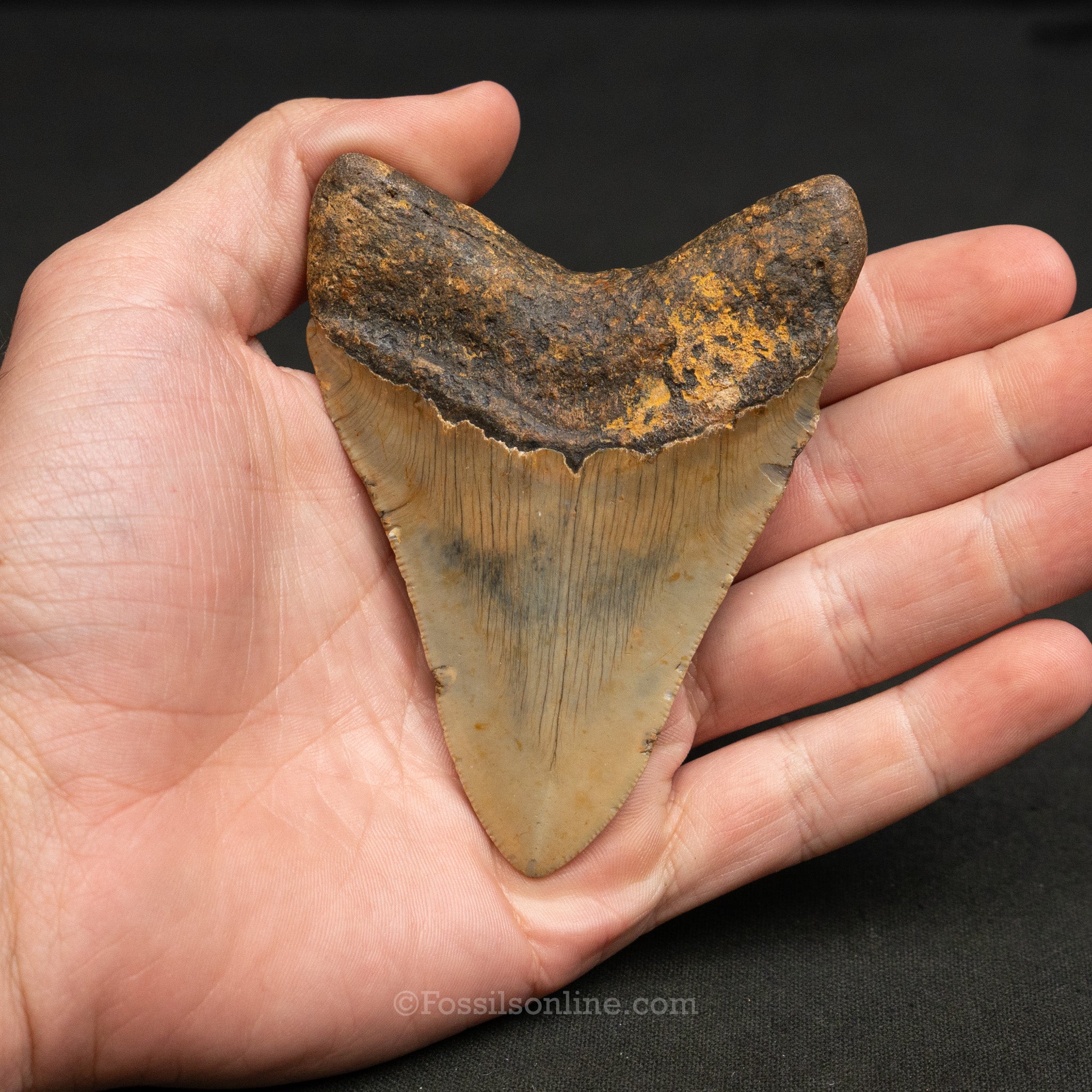 North Carolina Megalodon 3.78"