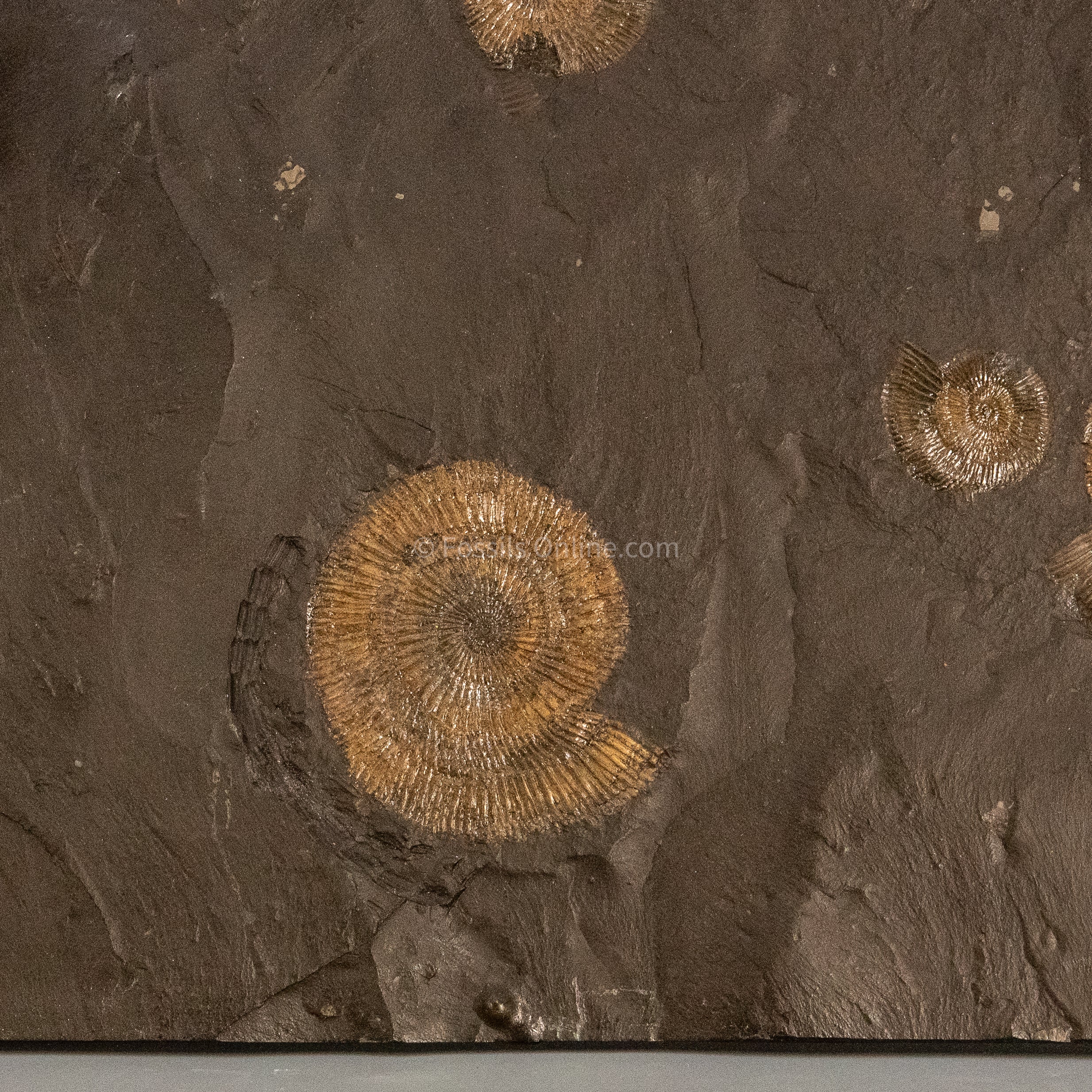 Fossil Holzmaden Ammonite Cluster Jurassic Germany