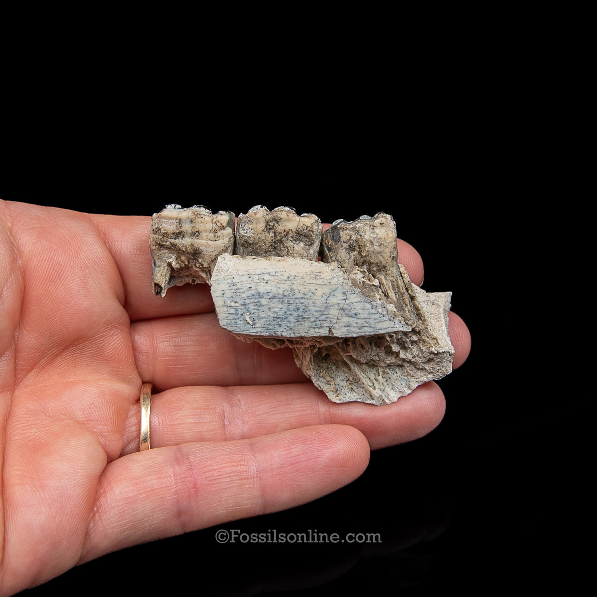 Three Toed Horse Tooth in a Med Case