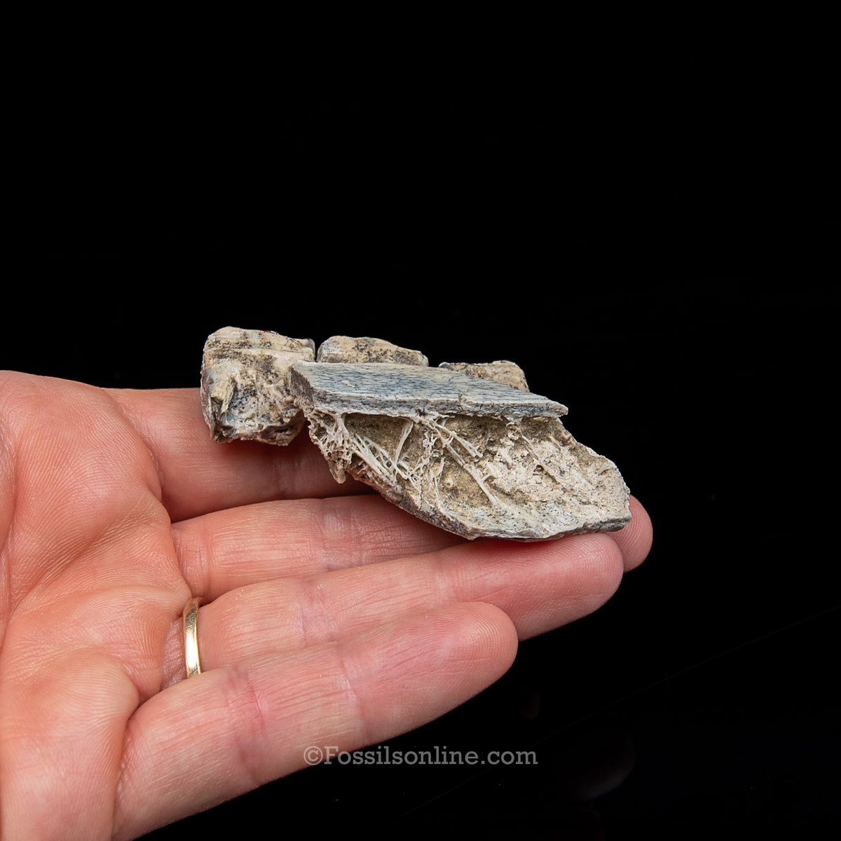 Three Toed Horse Tooth in a Med Case