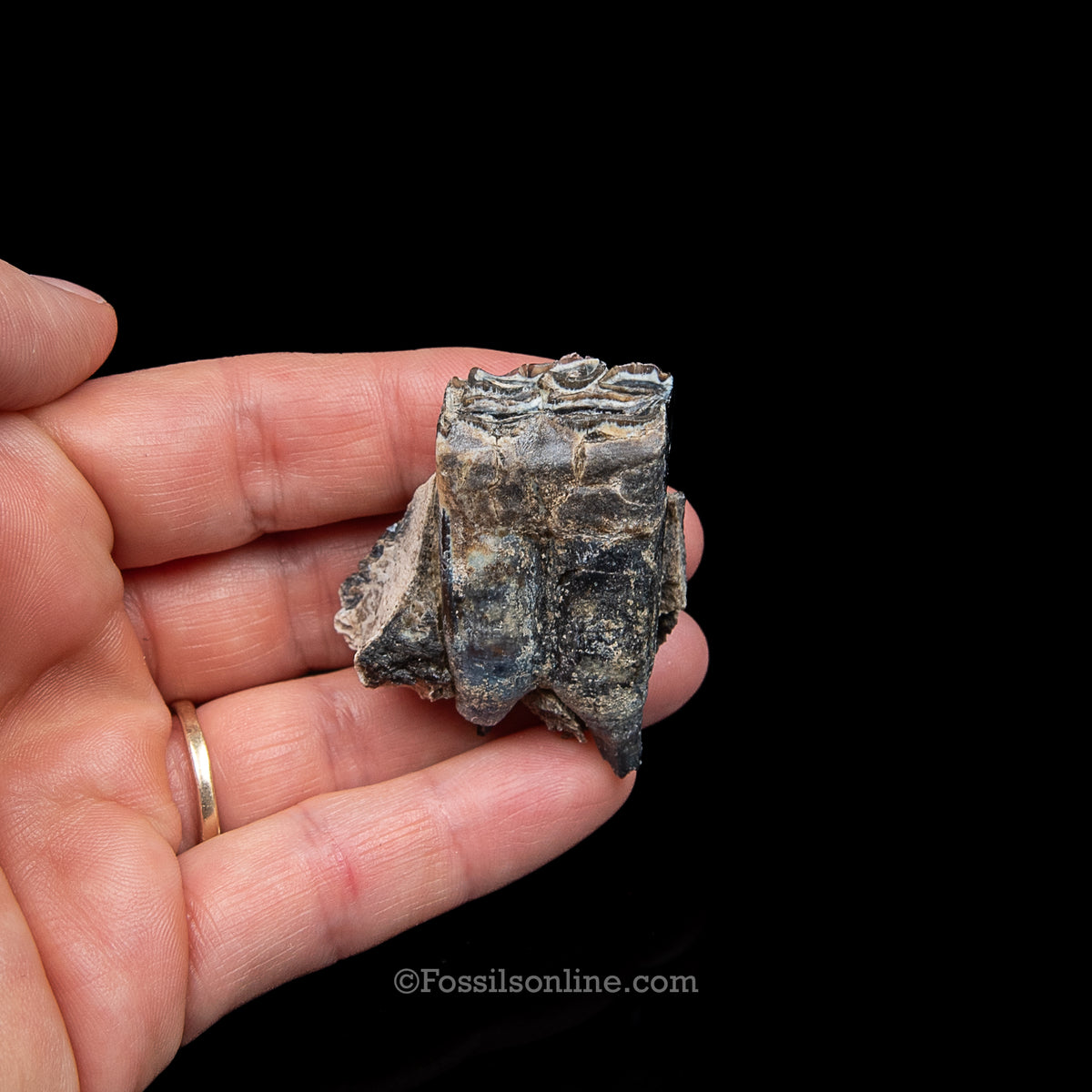Three Toed Horse Tooth in a Med Case