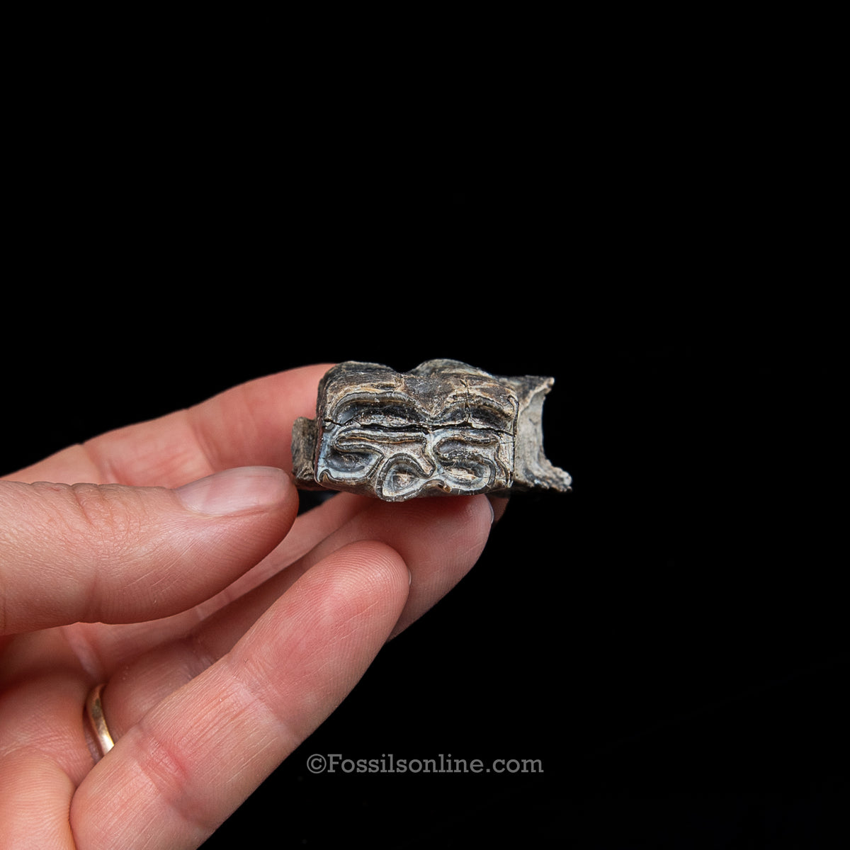 Three Toed Horse Tooth in a Med Case