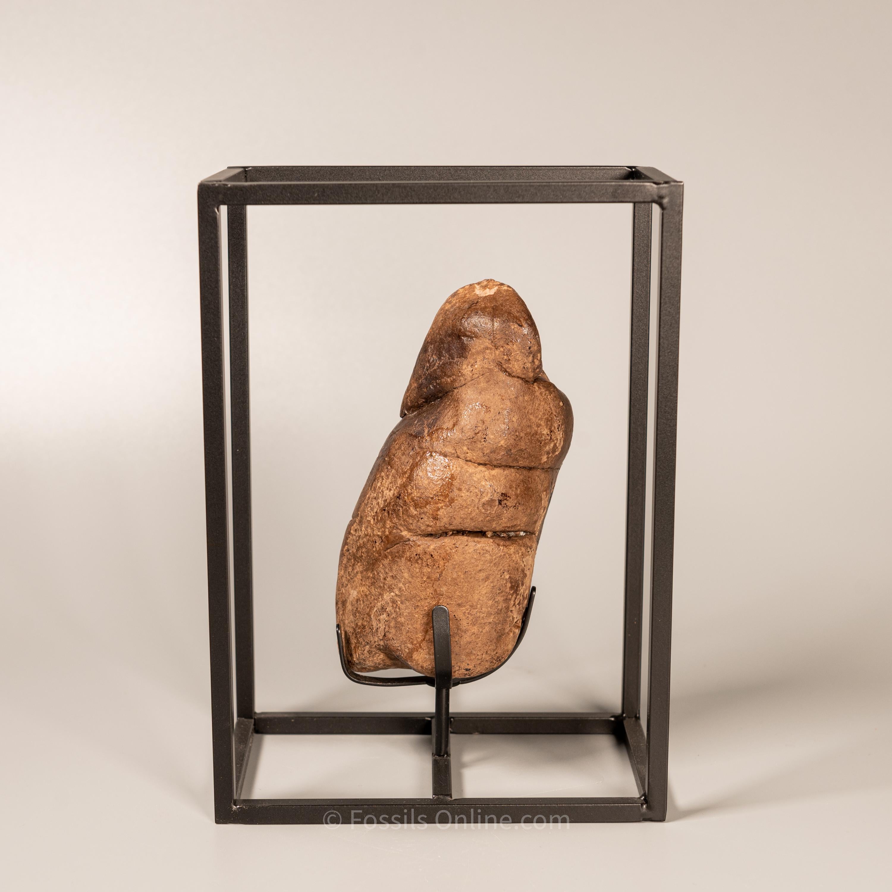 Custom Coprolite Display