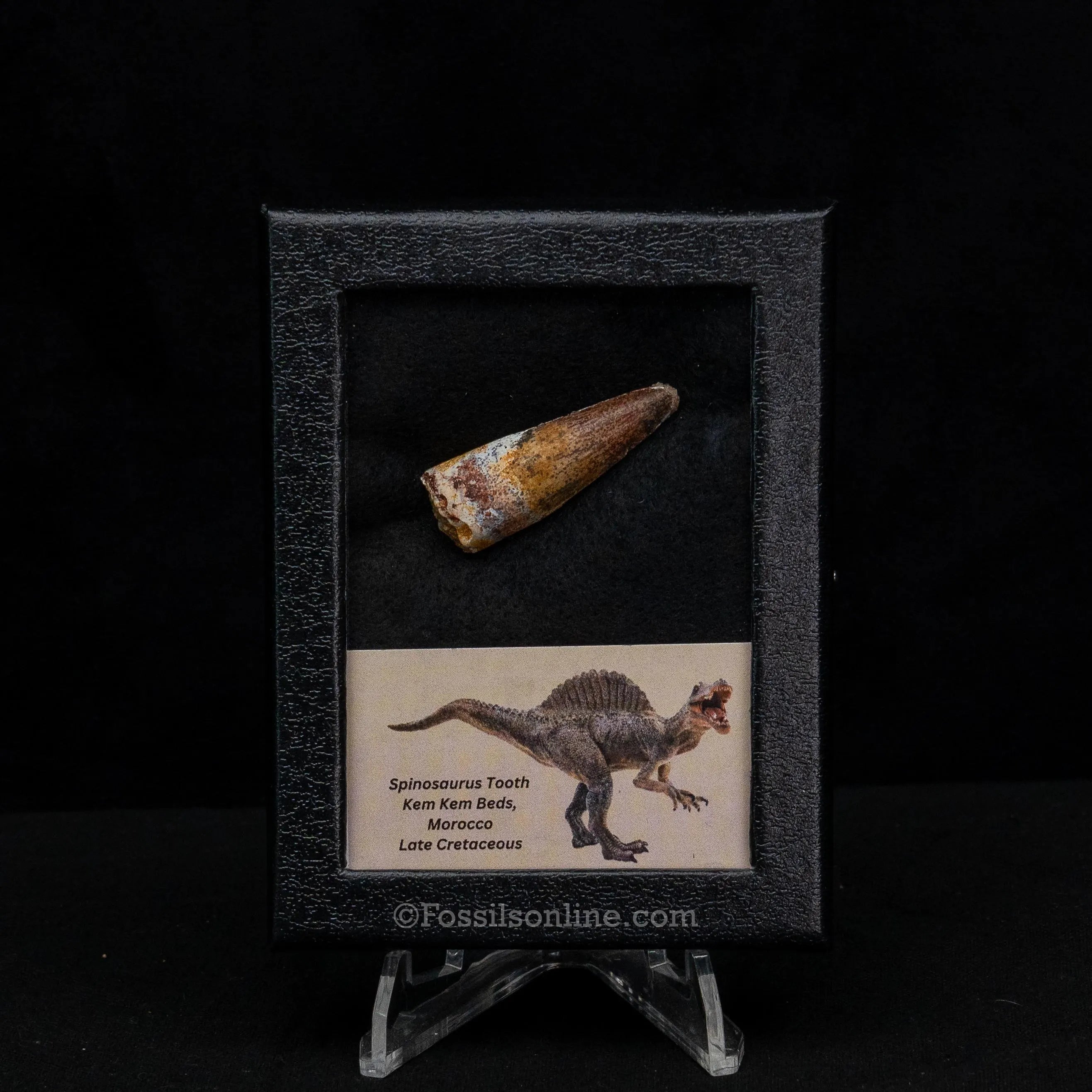 Spinosaurus Dinosaur Tooth Sm Case