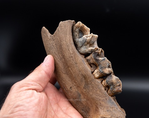 Juvenile Woolly Rhino Jaw from Siberia