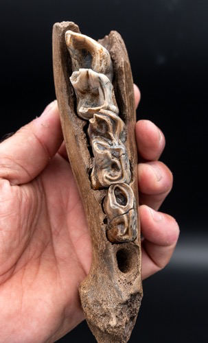 Juvenile Woolly Rhino Jaw from Siberia