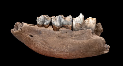 Juvenile Woolly Rhino Jaw from Siberia