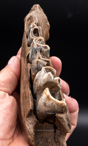 Juvenile Woolly Rhino Jaw from Siberia