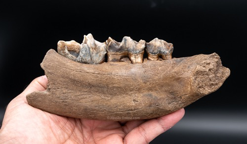 Juvenile Woolly Rhino Jaw from Siberia