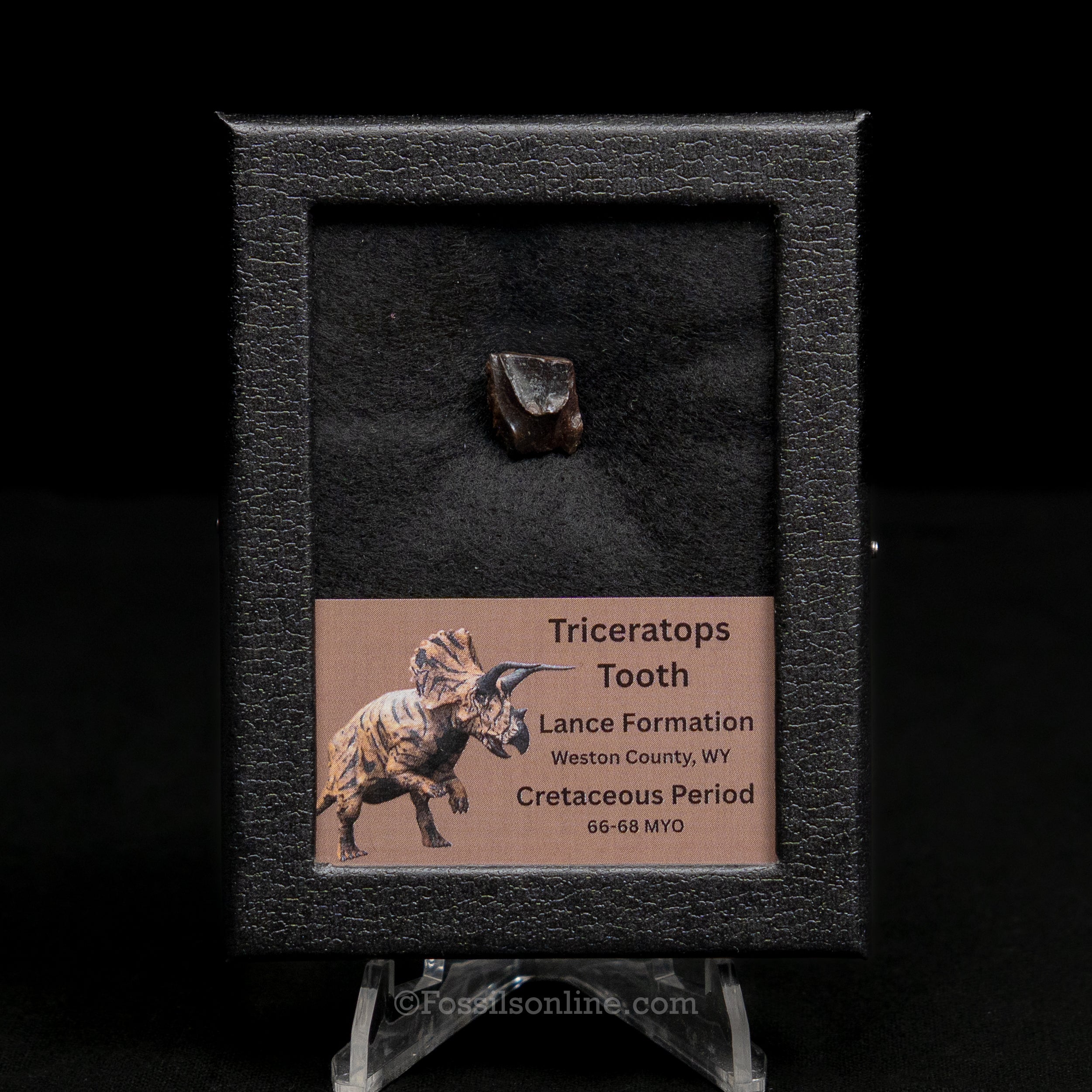 Triceratops Tooth Sm Case Lance FM