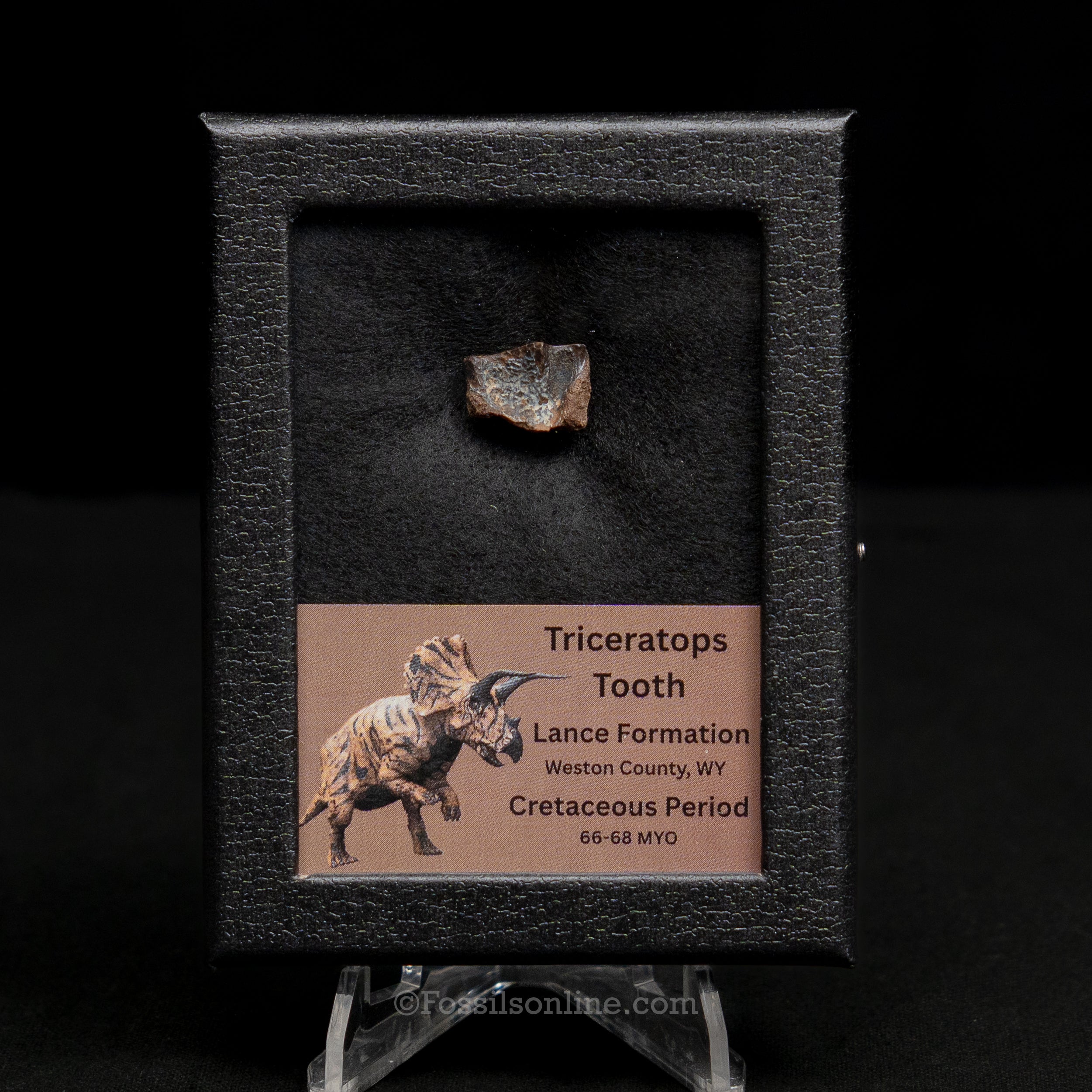 Triceratops Tooth Sm Case Lance FM