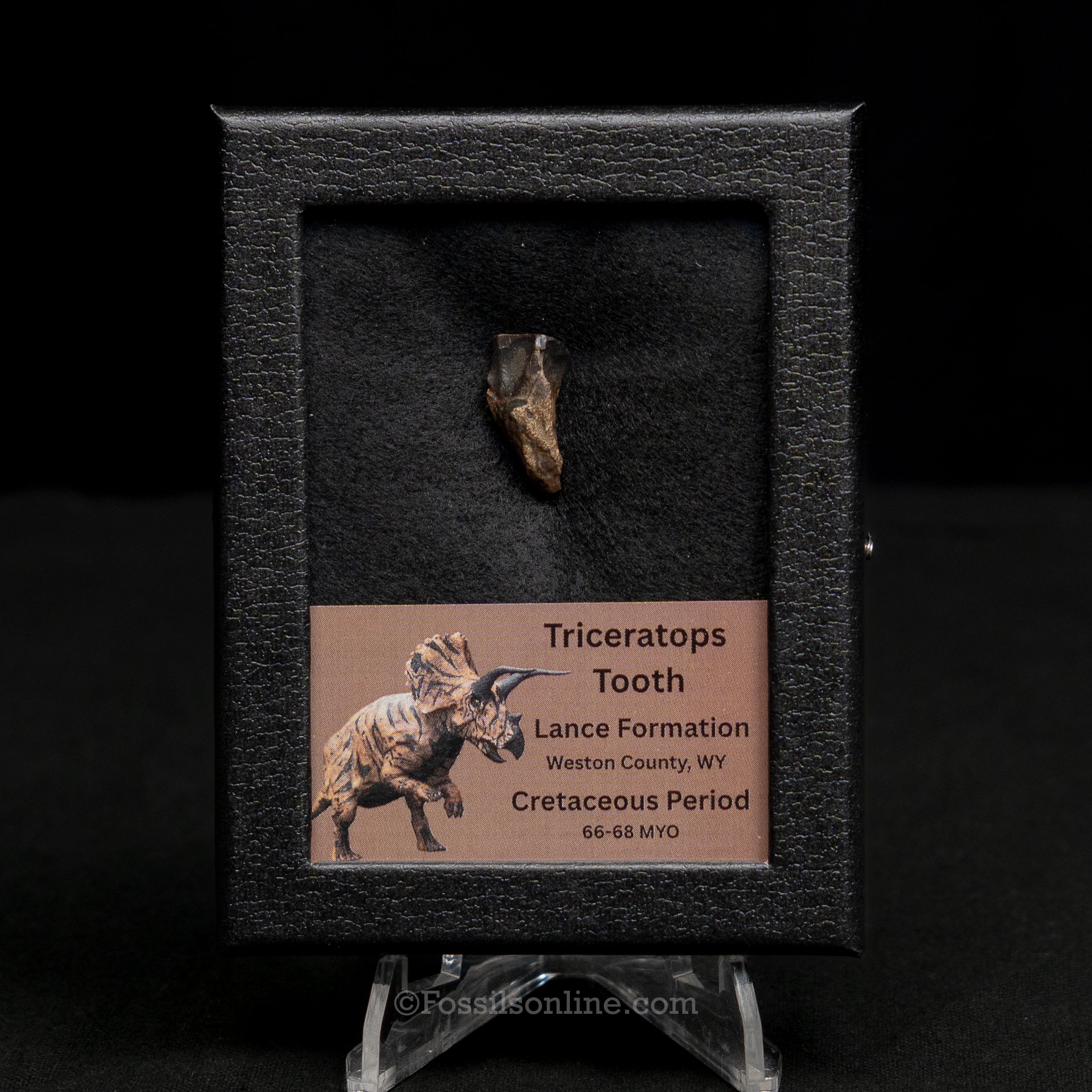 Triceratops Tooth Sm Case Lance FM