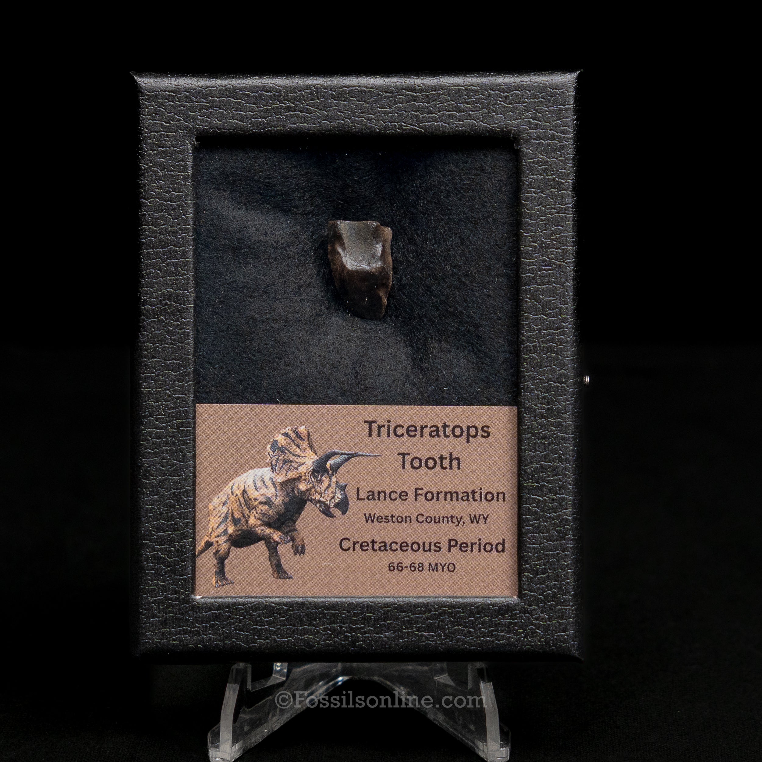 Triceratops Tooth Sm Case Lance FM