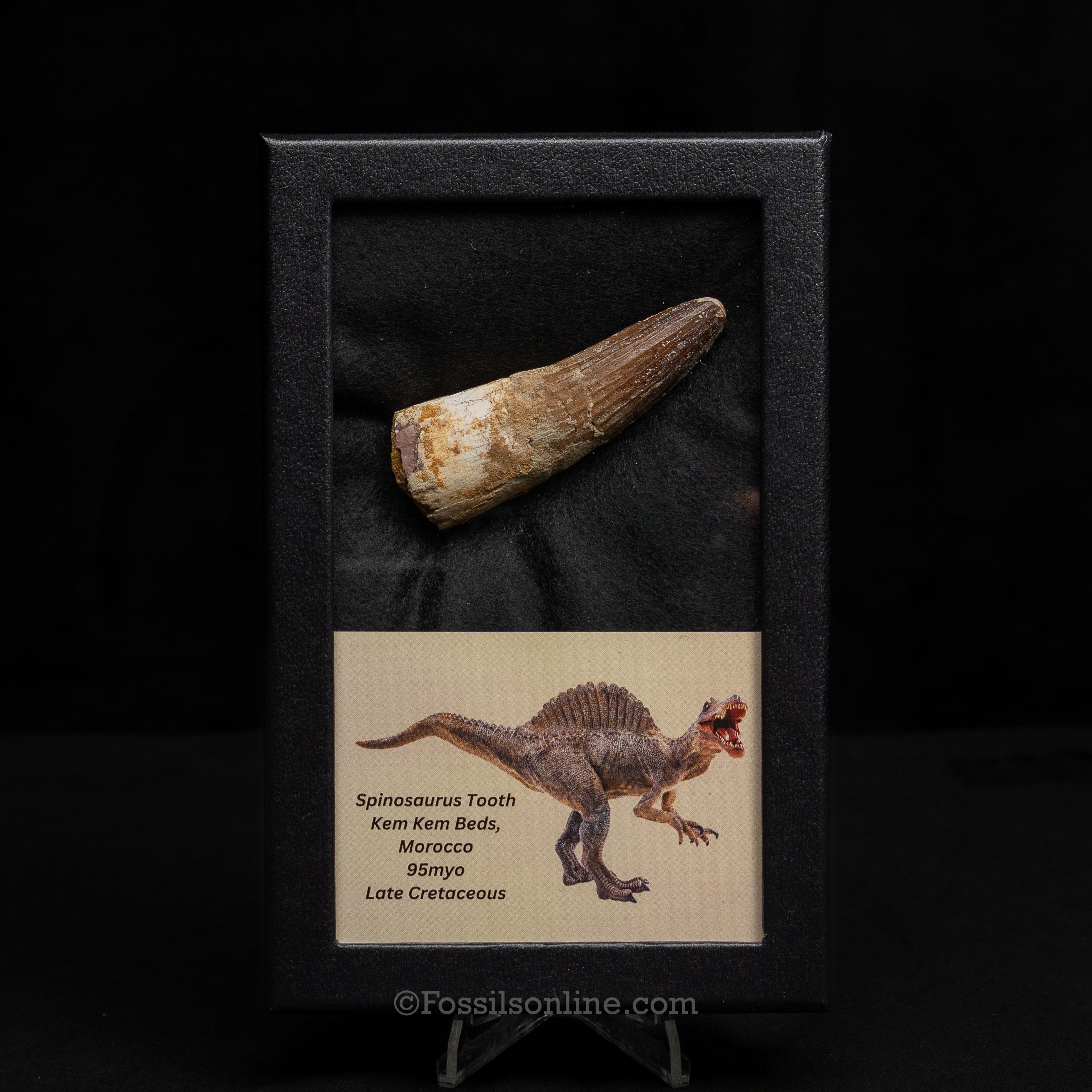 Spinosaurus Dinosaur Tooth Lg Case