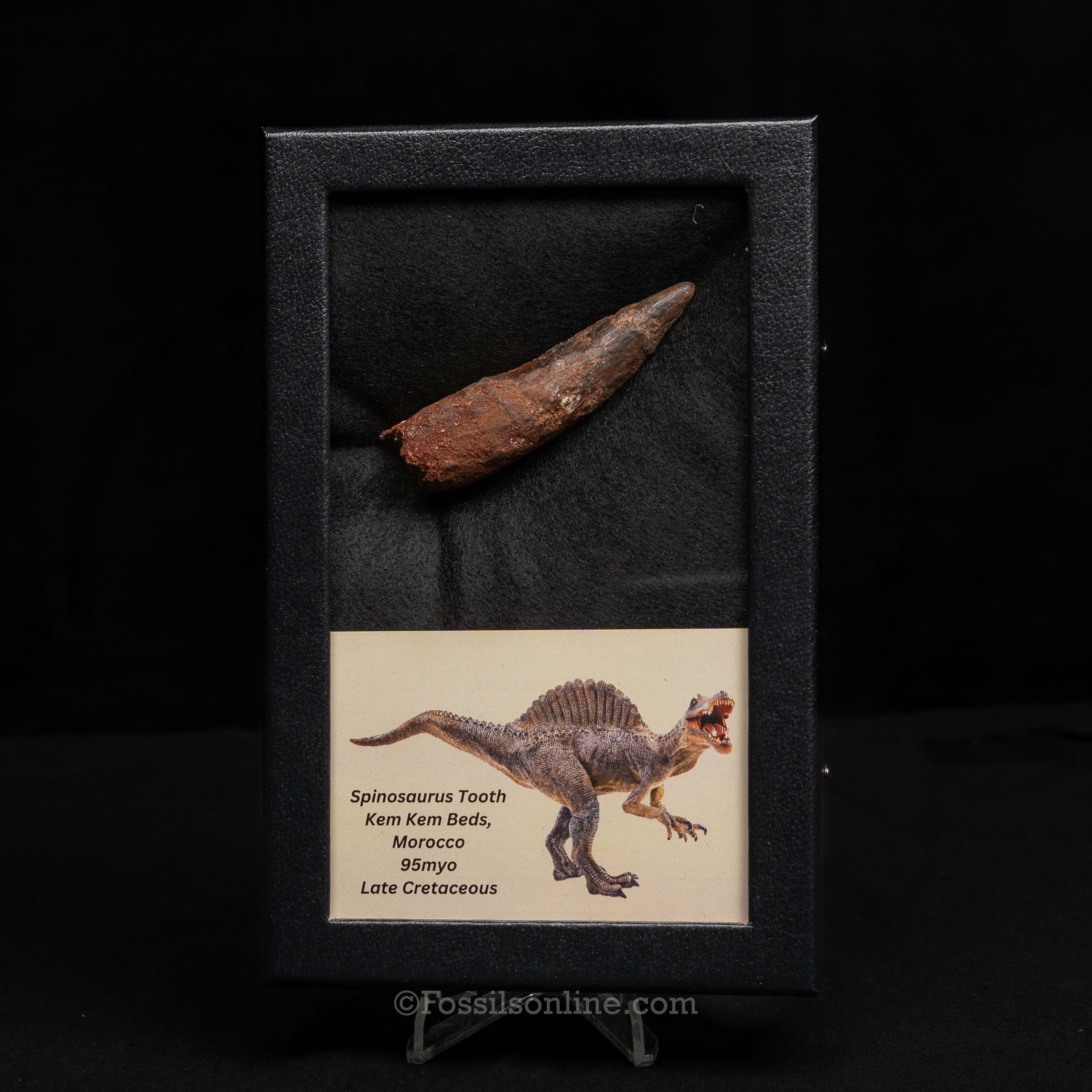 Spinosaurus Dinosaur Tooth Lg Case