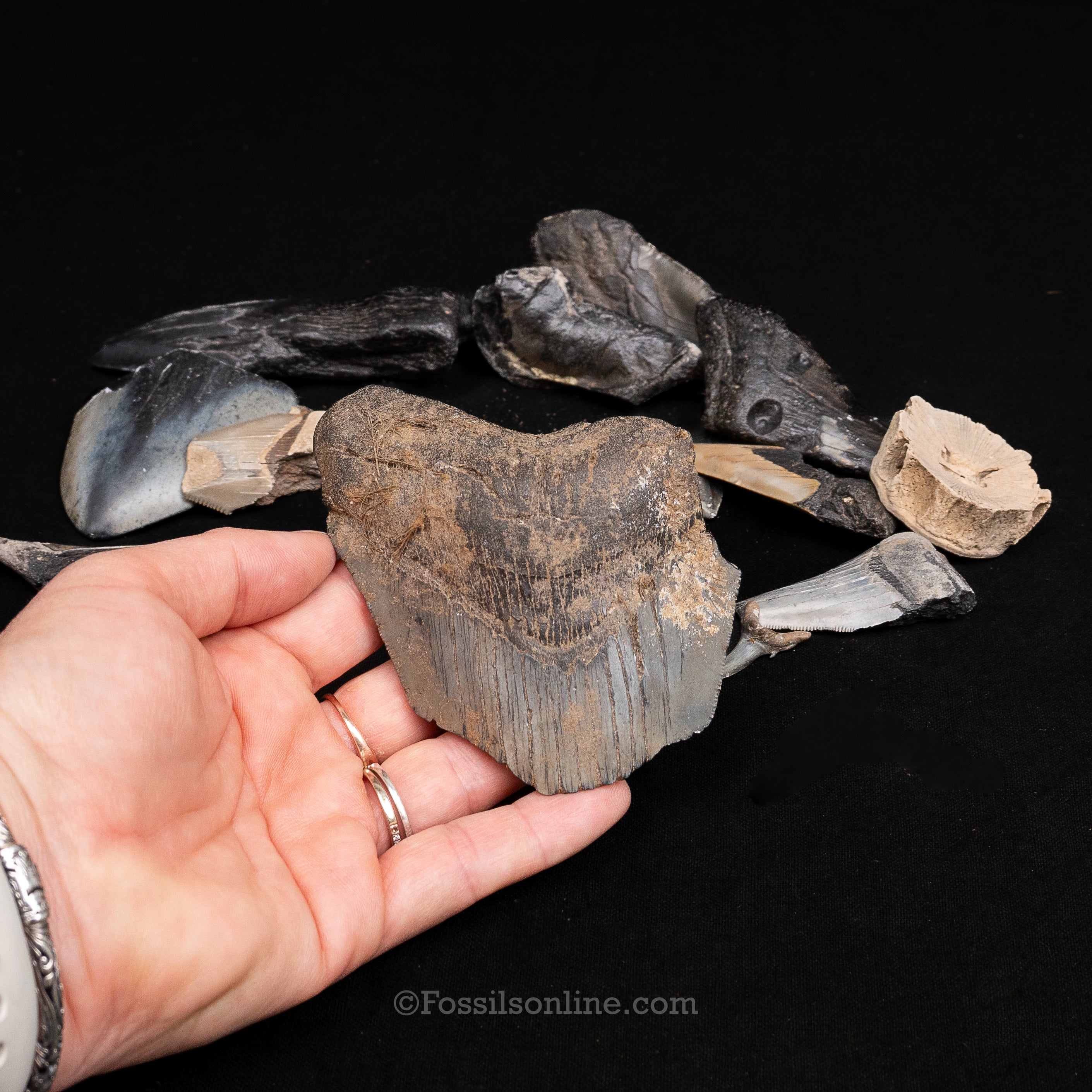 MEGA Meg Bucket of Megalodon Teeth plus more fossils