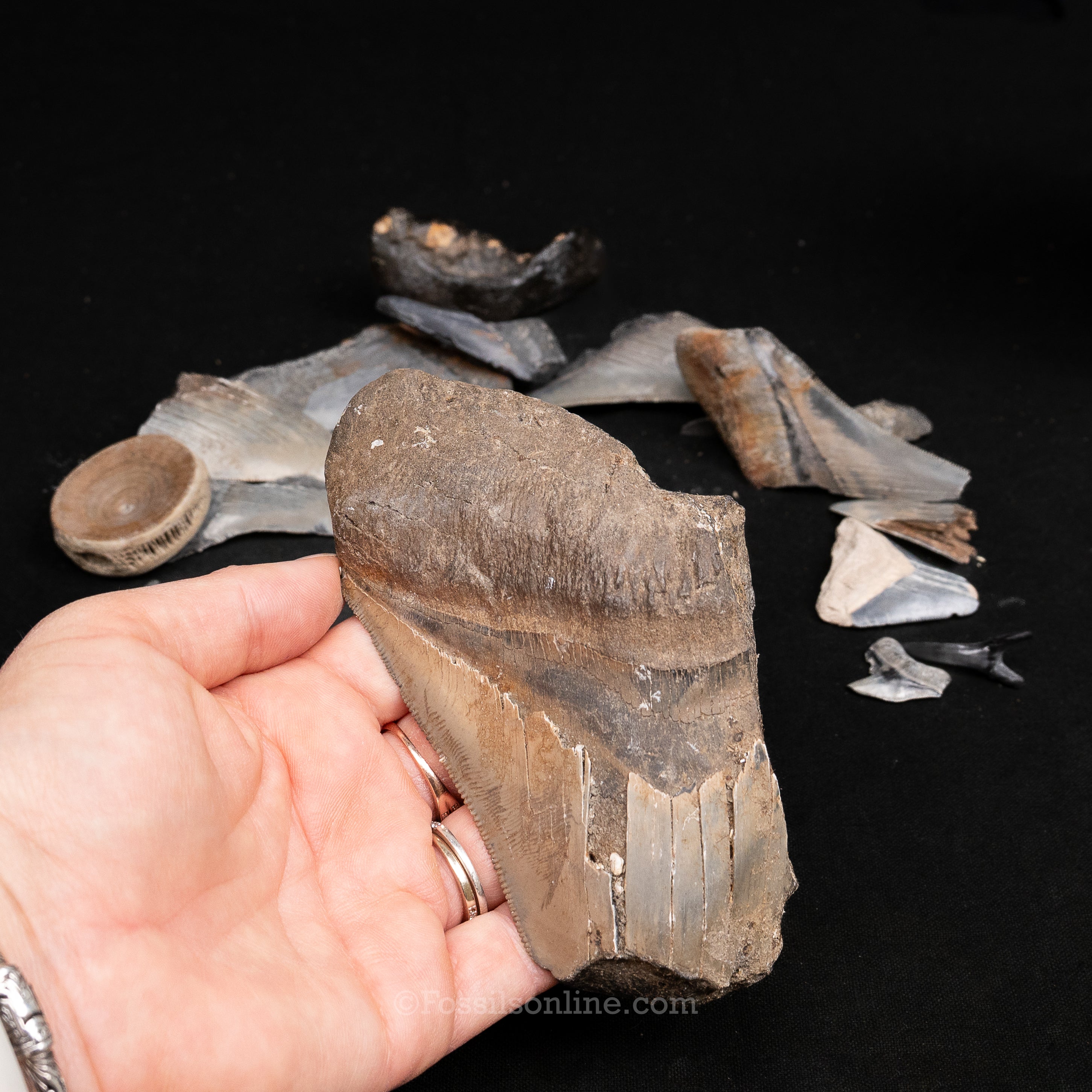 MEGA Meg Bucket of Megalodon Teeth plus more fossils