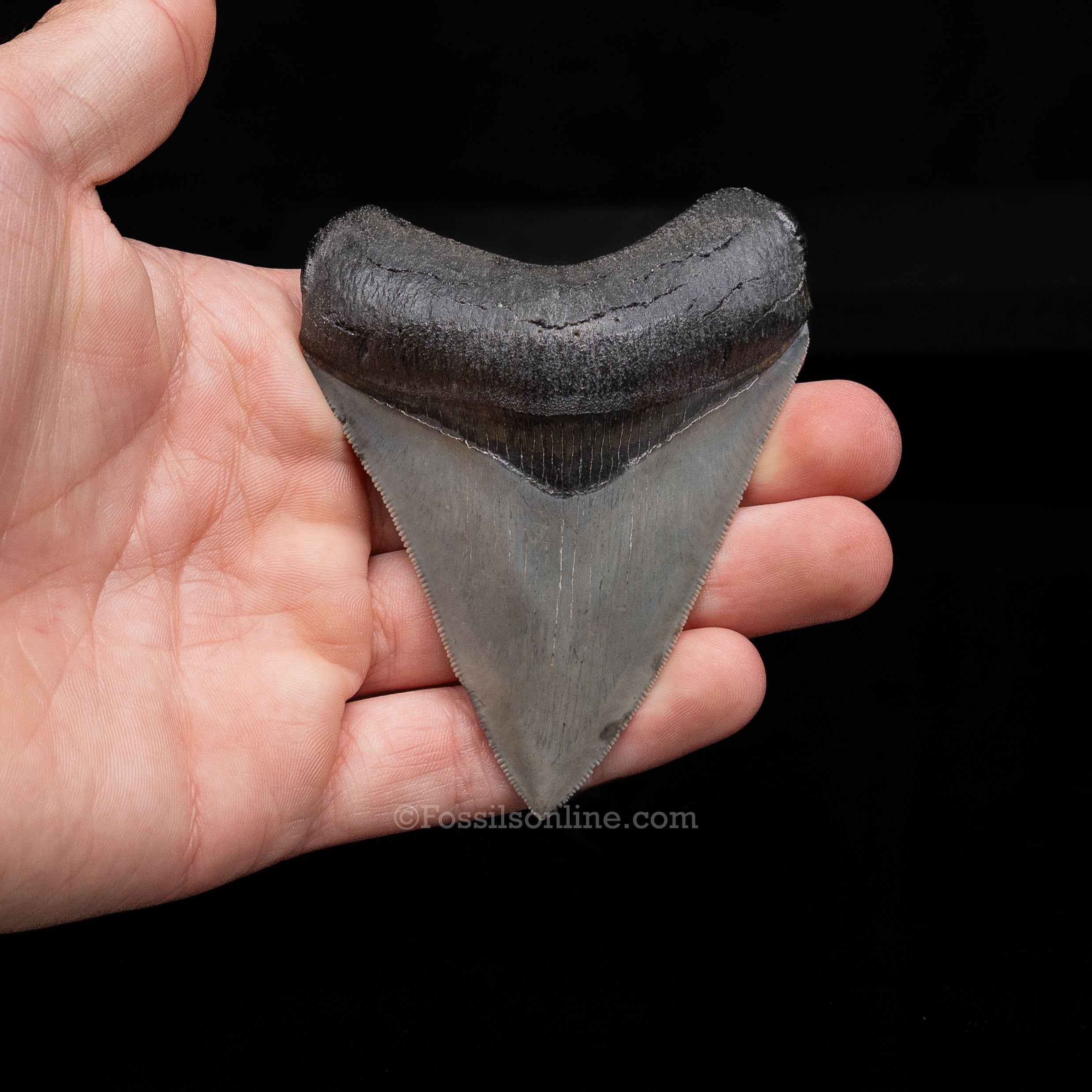 Venice Megalodon 3.5"
