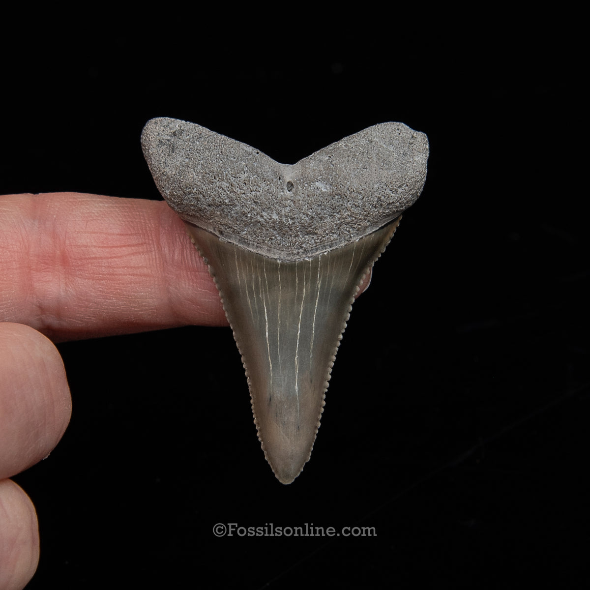 Genuine Prehistoric Fossil Tooth — Great White 1.95",  FL