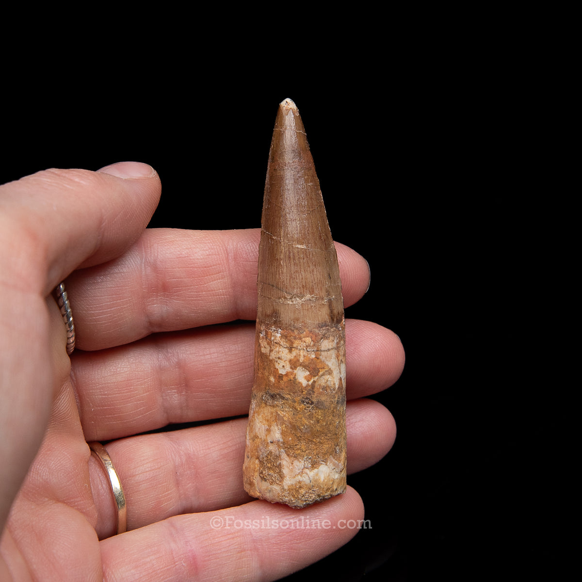 Spinosaurus Dinosaur Tooth Med Case