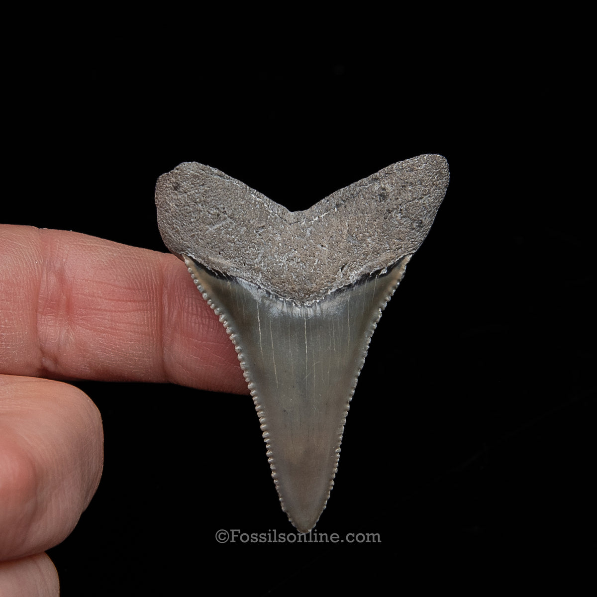 Genuine Prehistoric Fossil Tooth — Great White 1.95",  FL