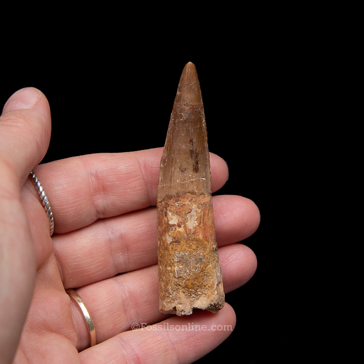 Spinosaurus Dinosaur Tooth Med Case