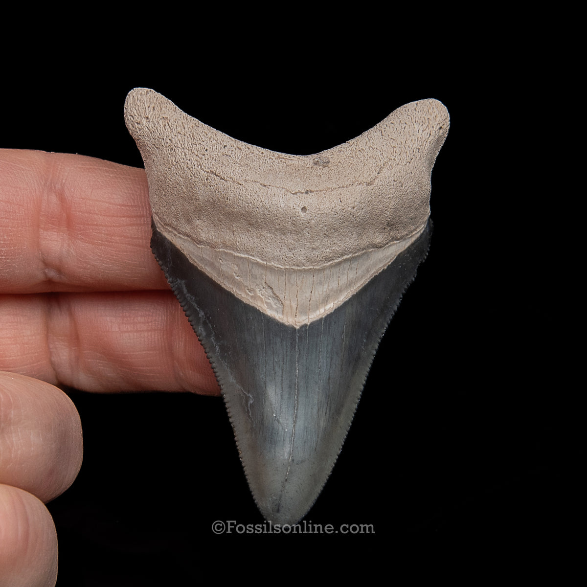 Genuine Prehistoric Fossil Tooth — Meg 2.55", BV Florida